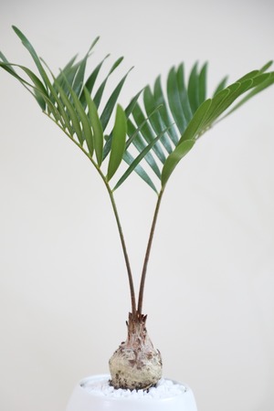 【S】ザミア フロリダーナ/Zamia furfuracea　※陶器鉢付き