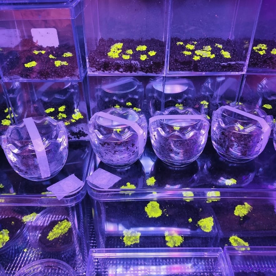 ヒカリゴケ（期間限定） | 苔楽ショップオンライン