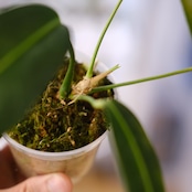 Anthurium wendlingeri⑤ / アンスリウム・ウェンドリンゲリ│観葉植物