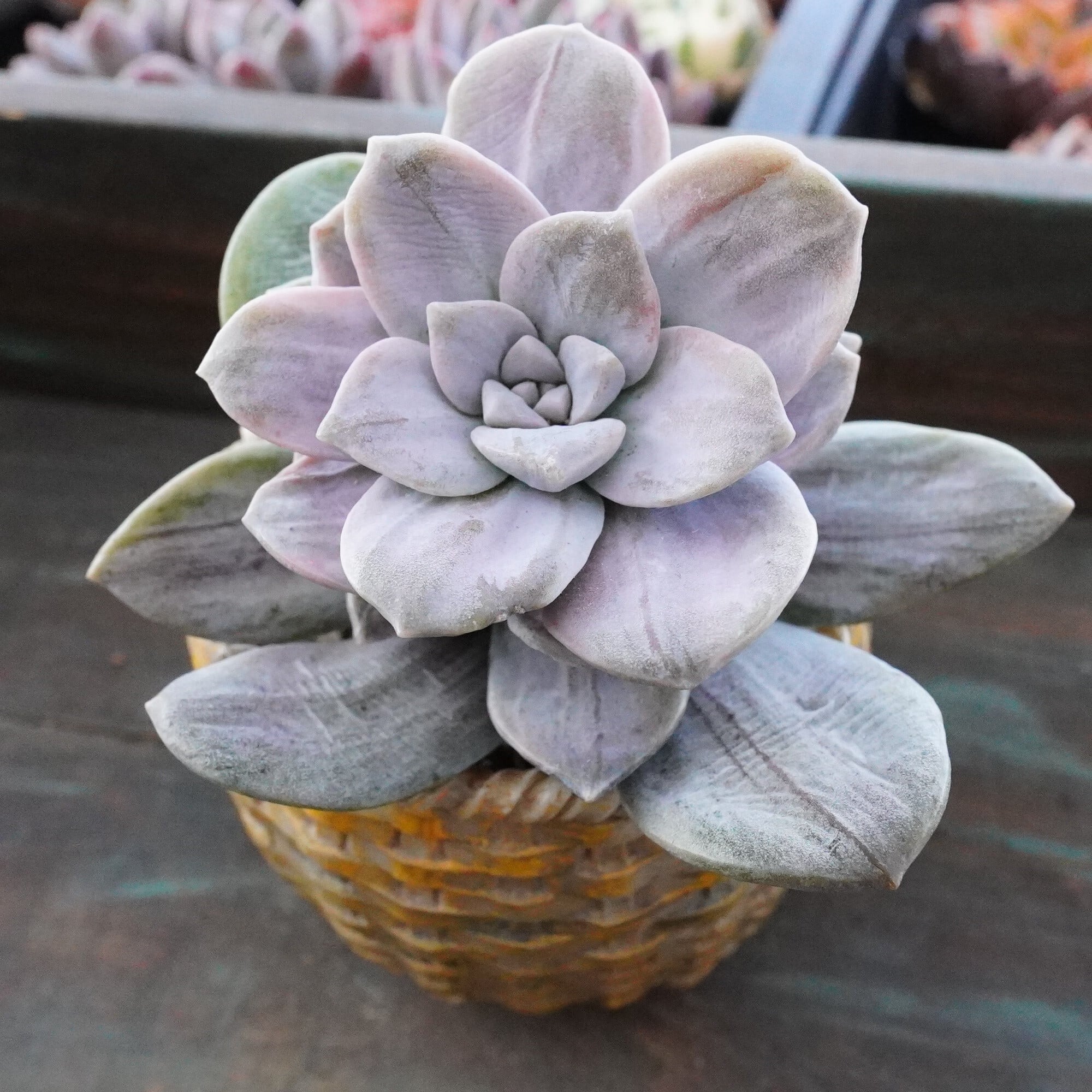 多肉植物 | E-TANIKU