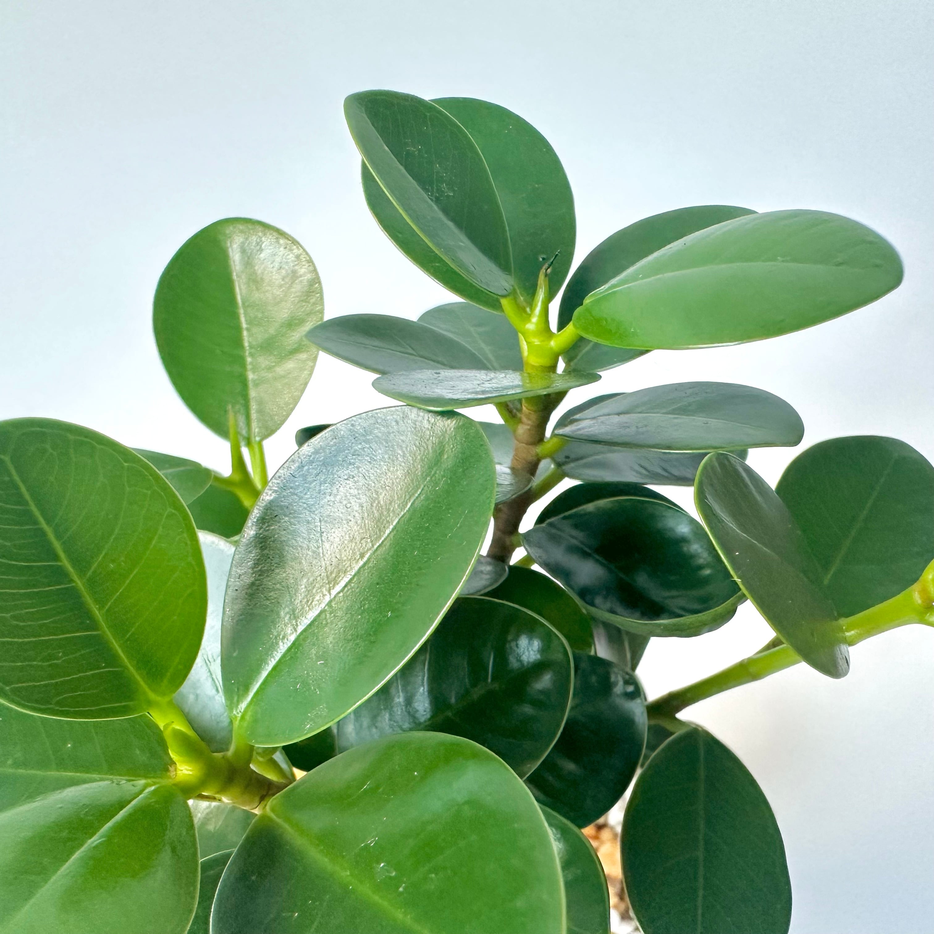 パンダガジュマル｜沖縄｜Table Size ① | 白昼堂々. - 観葉植物専門の