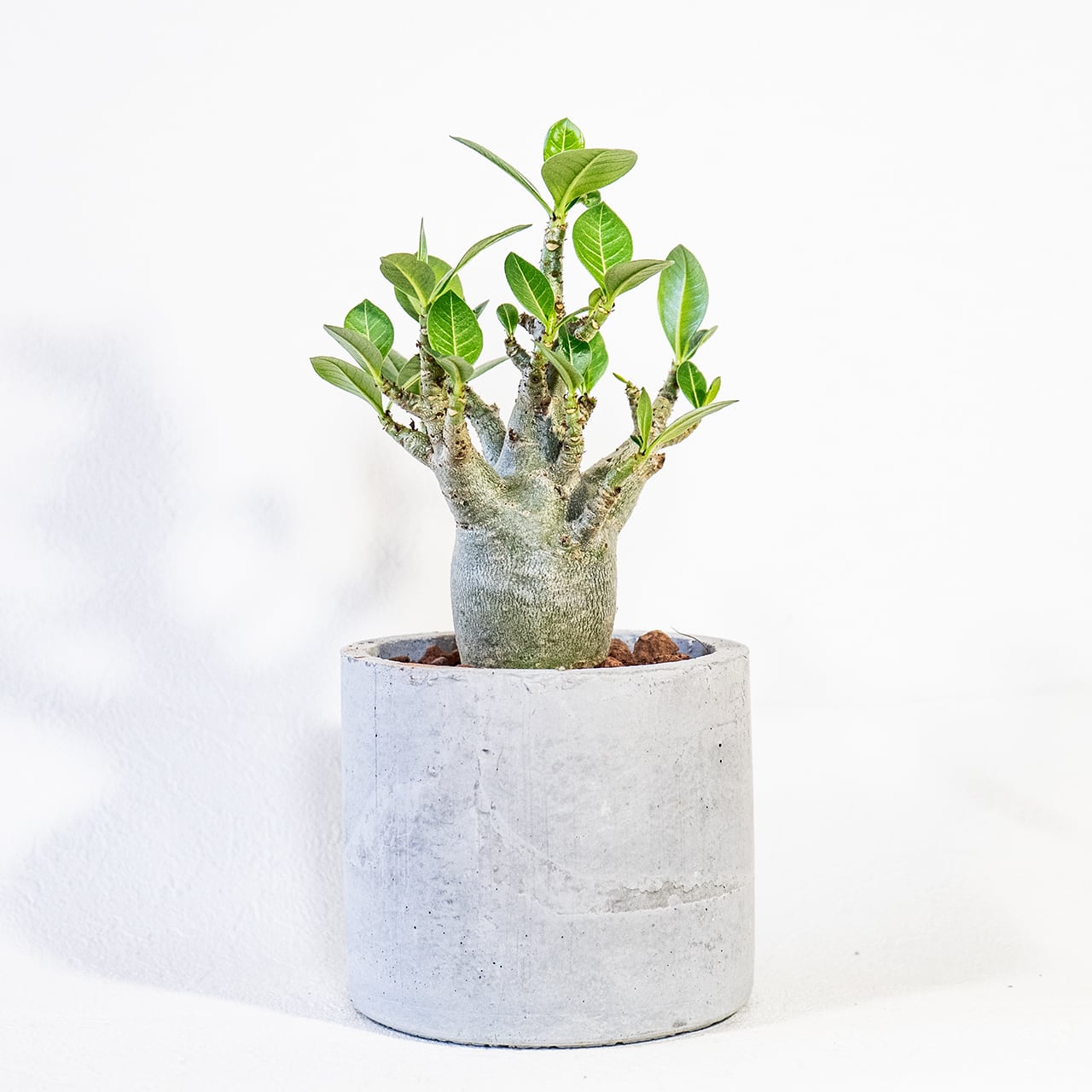 【ぷっくり可愛い塊根植物】なめらかな幹から伸びる緑葉が美しいアデニウム・ドワーフ。手づくりモルタル鉢に植え込んだ一点物。虫発生抑制(全国一律送料850円)