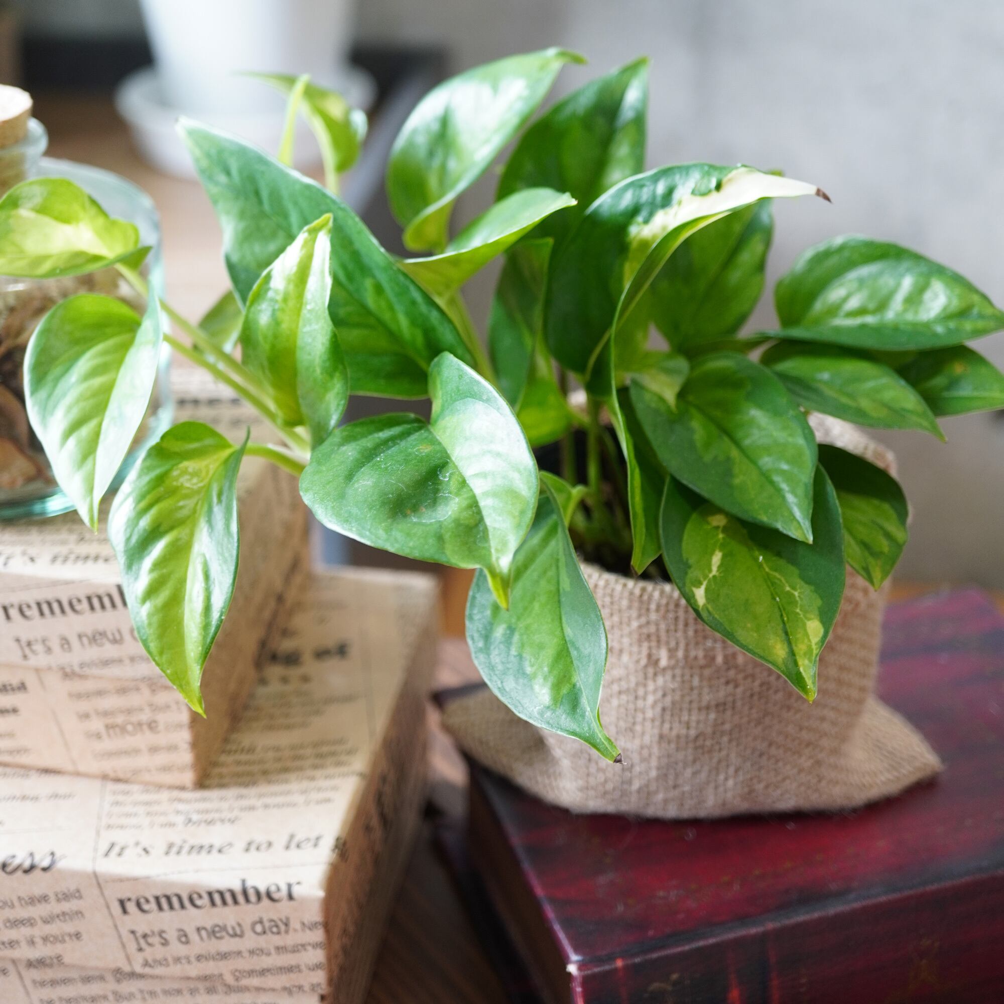 迷彩模様 ポトス グローバルグリーン アレンジ３号鉢 箱庭インテリア