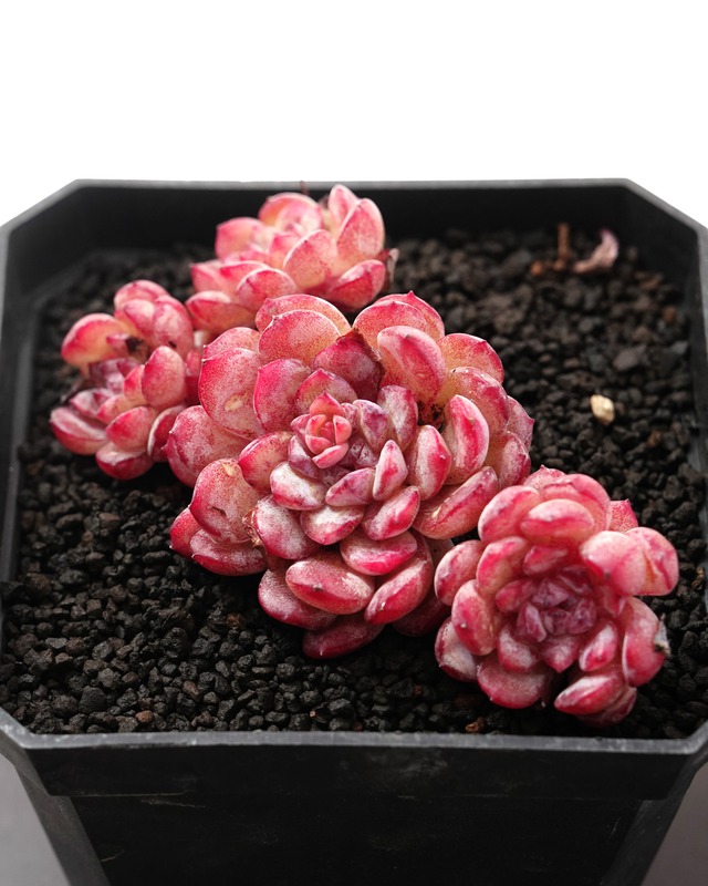 発根済カット苗 ルービン 3～4頭群生 Echeveria 'Lubin'