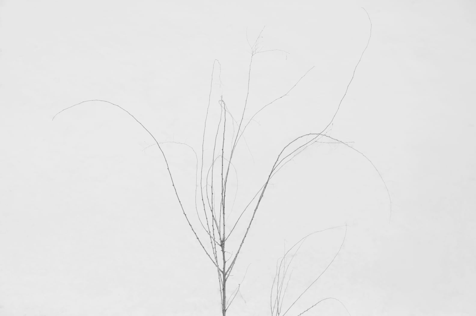 Tetsuya Morimoto Dry Tree #4(black wooden frame 61cm×91cm付き)