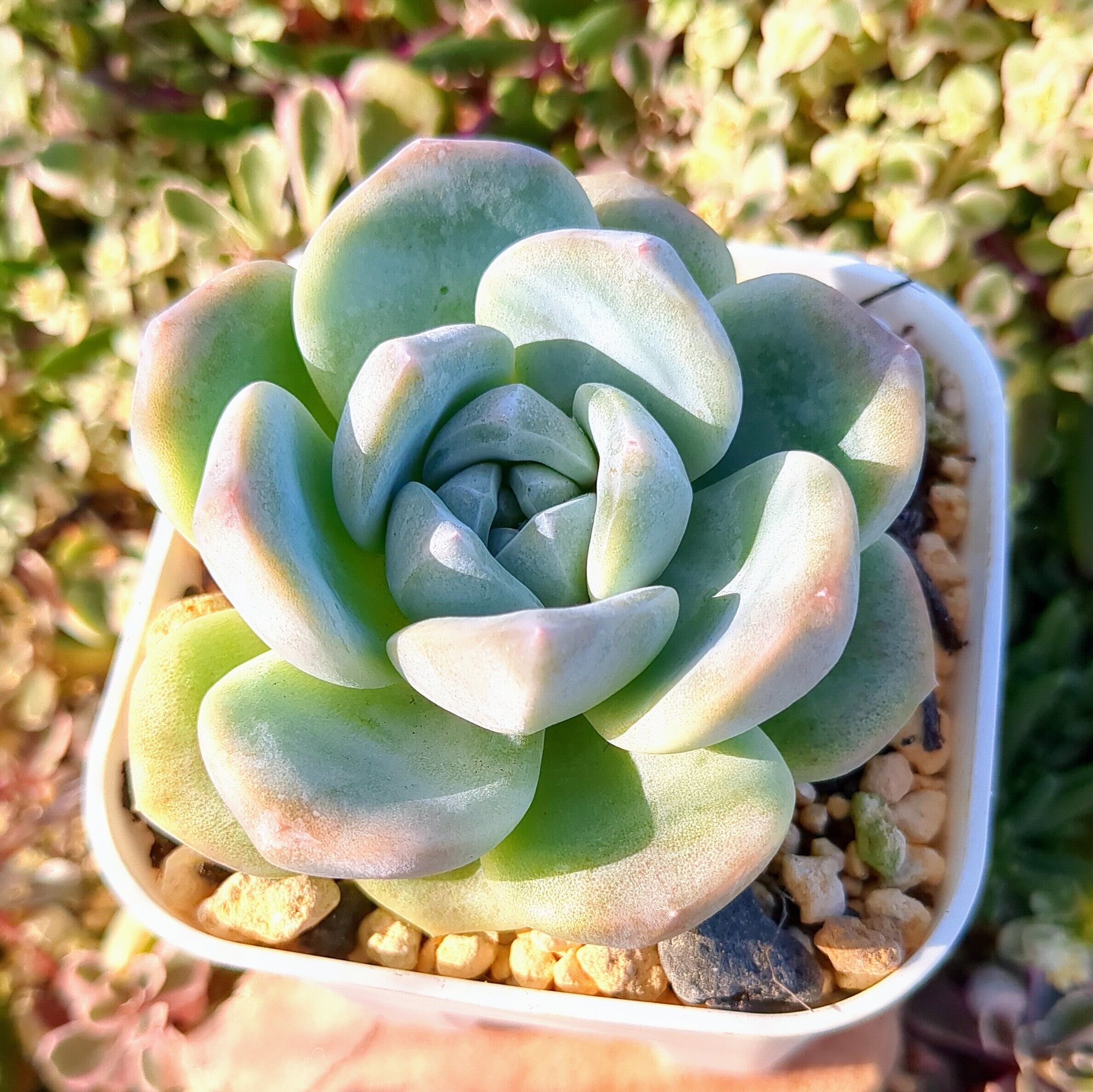 その他アイスグリーン　多肉植物