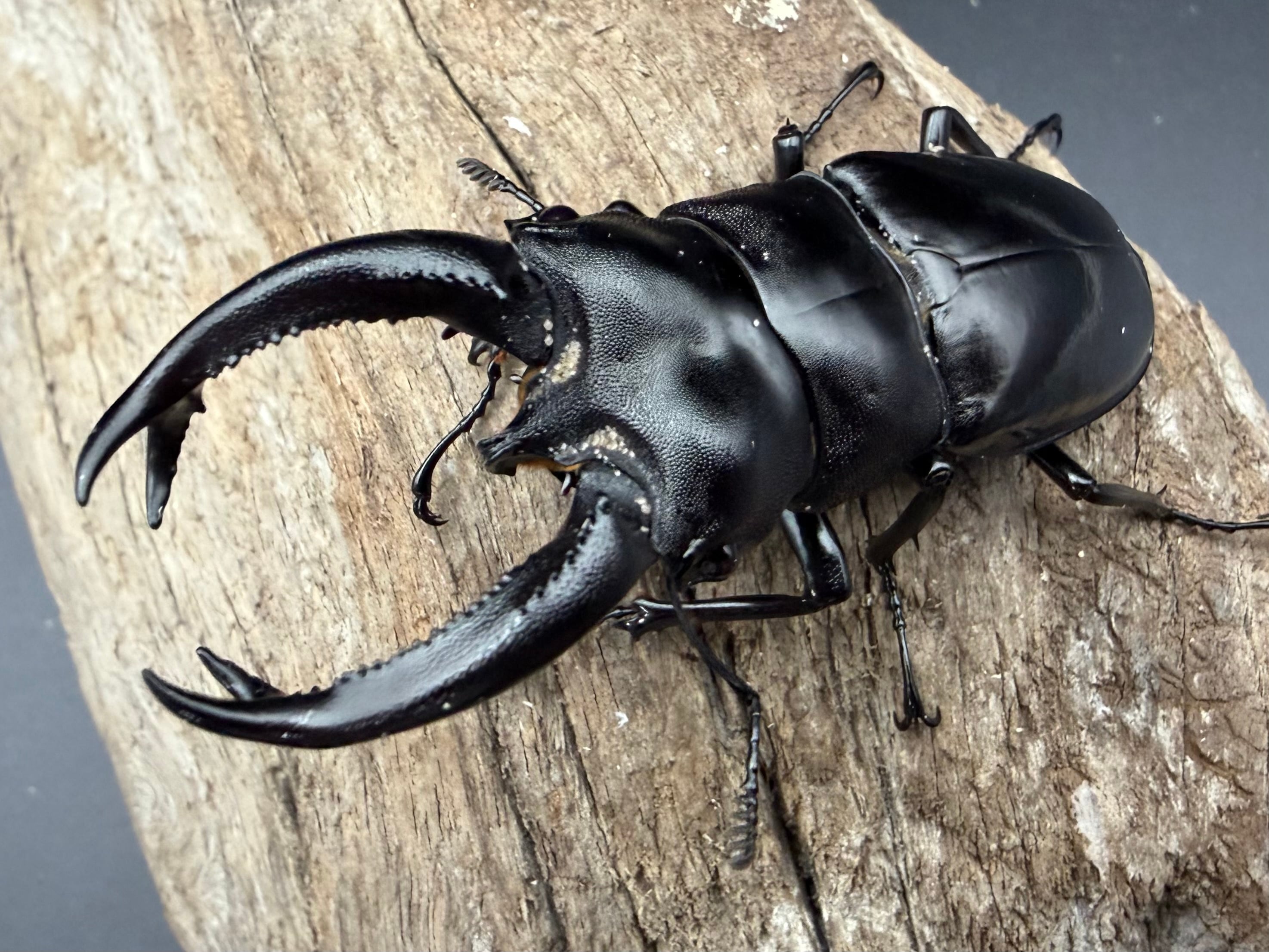 コガシラクワガタのペア【標本】 WD】《ブケットフタマタクワガタ 74mm ペア》 | KPW公式オンラインショップ