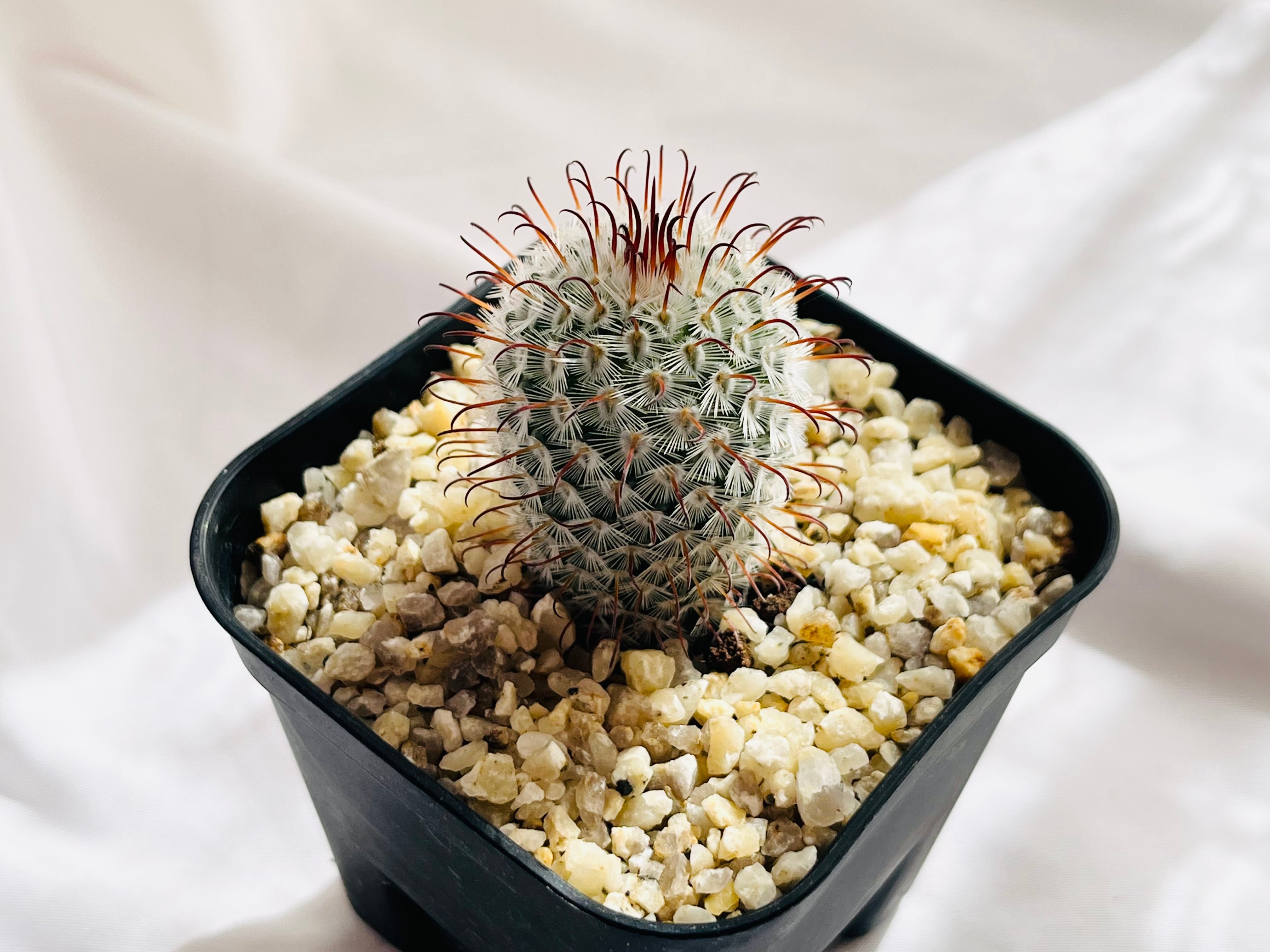 Mammillaria perezdelarosae マミラリア ペレスデラロサエ サボテン