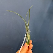 チランジア スブリフェラ【144】