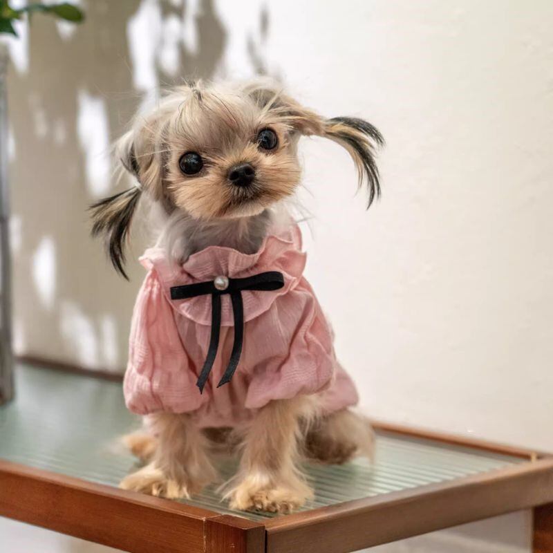 ふんわりピンクブラウス 犬服 00334【予約】
