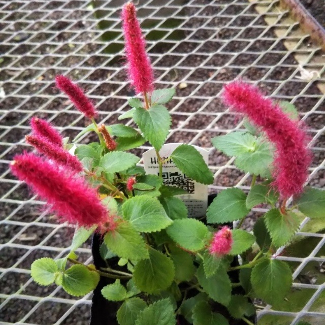 キャットテール10 5cmポット苗 Hanazukin 花ずきん 農家直送の花苗 シンビジュームの花束