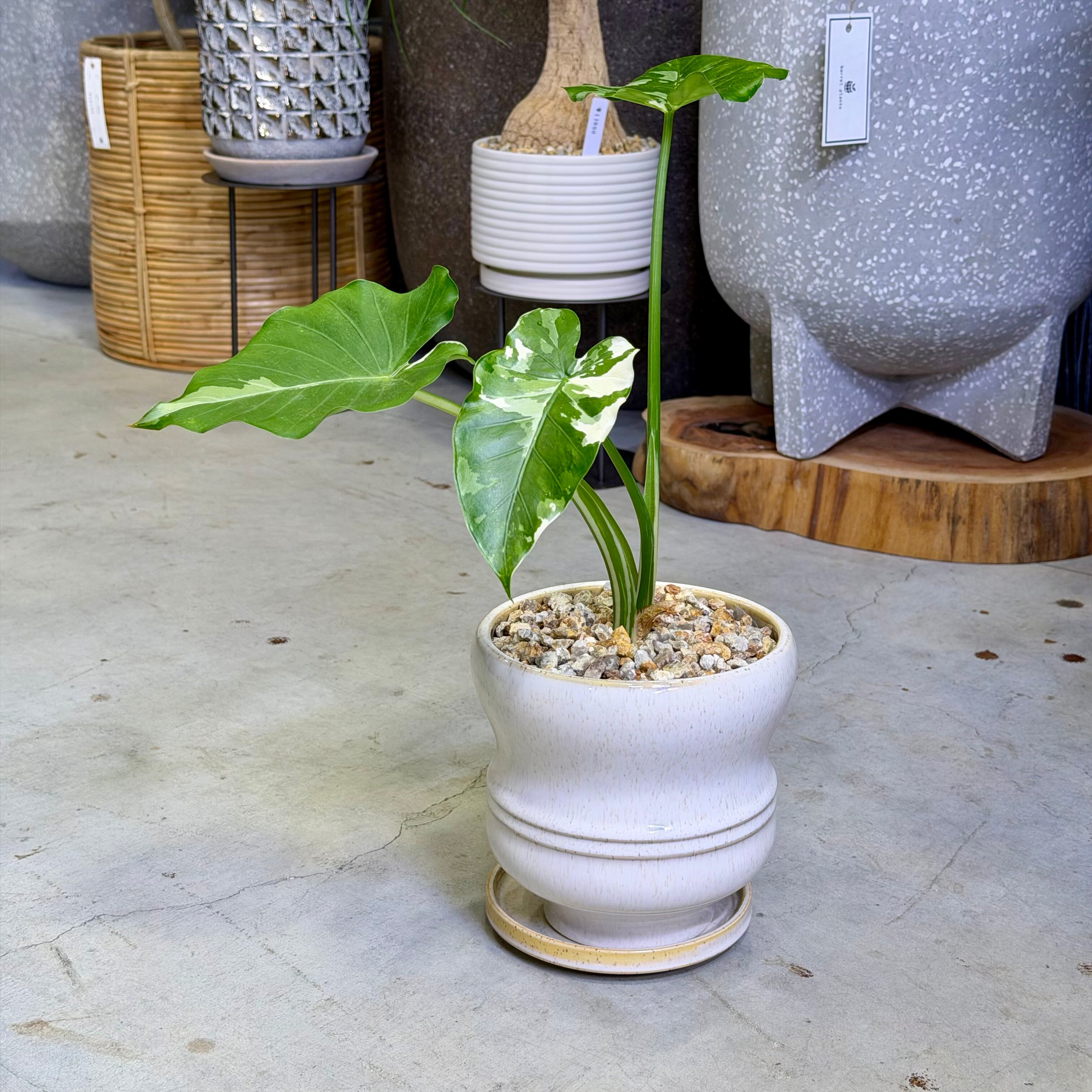 モンステラ・アダンソニー | barrelplants_BONSAI