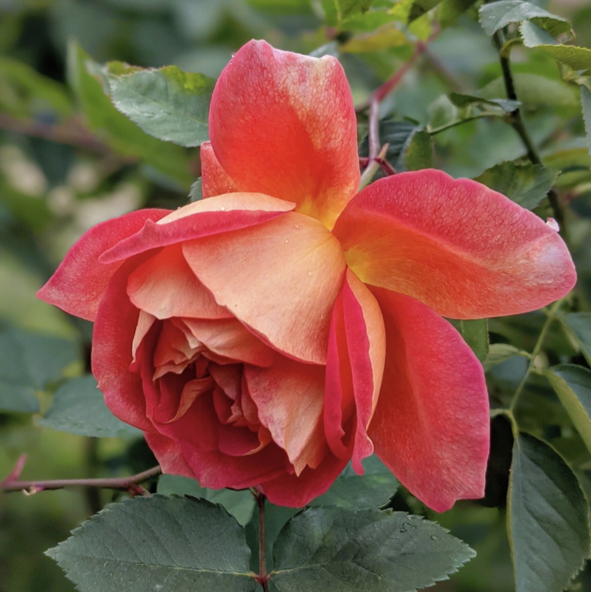 ec6fd91d02670f0f935d9d945dfb3f