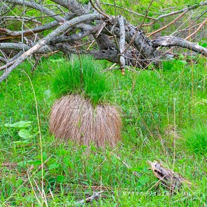 原野に生息するやちぼうず　Yachibouzu living in the wilderness