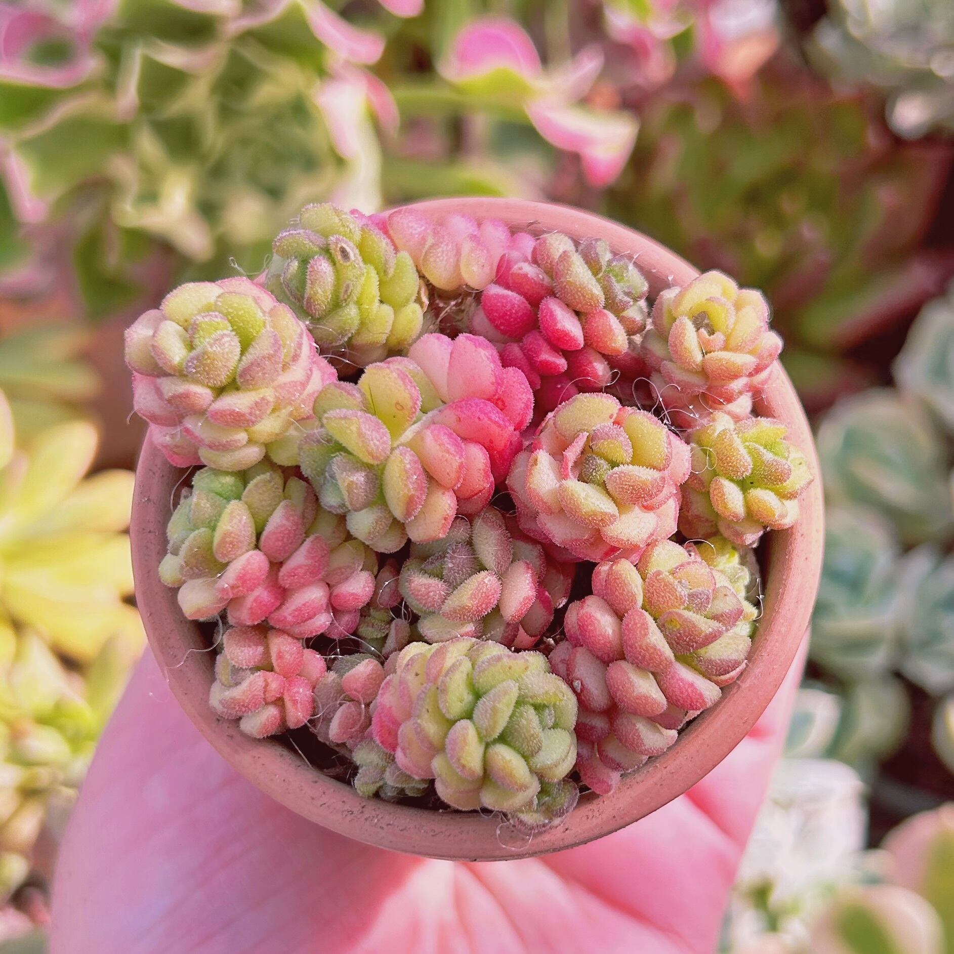 多肉植物 Sedum スプリングワンダー 10頭 | るる農園~多肉植物専門