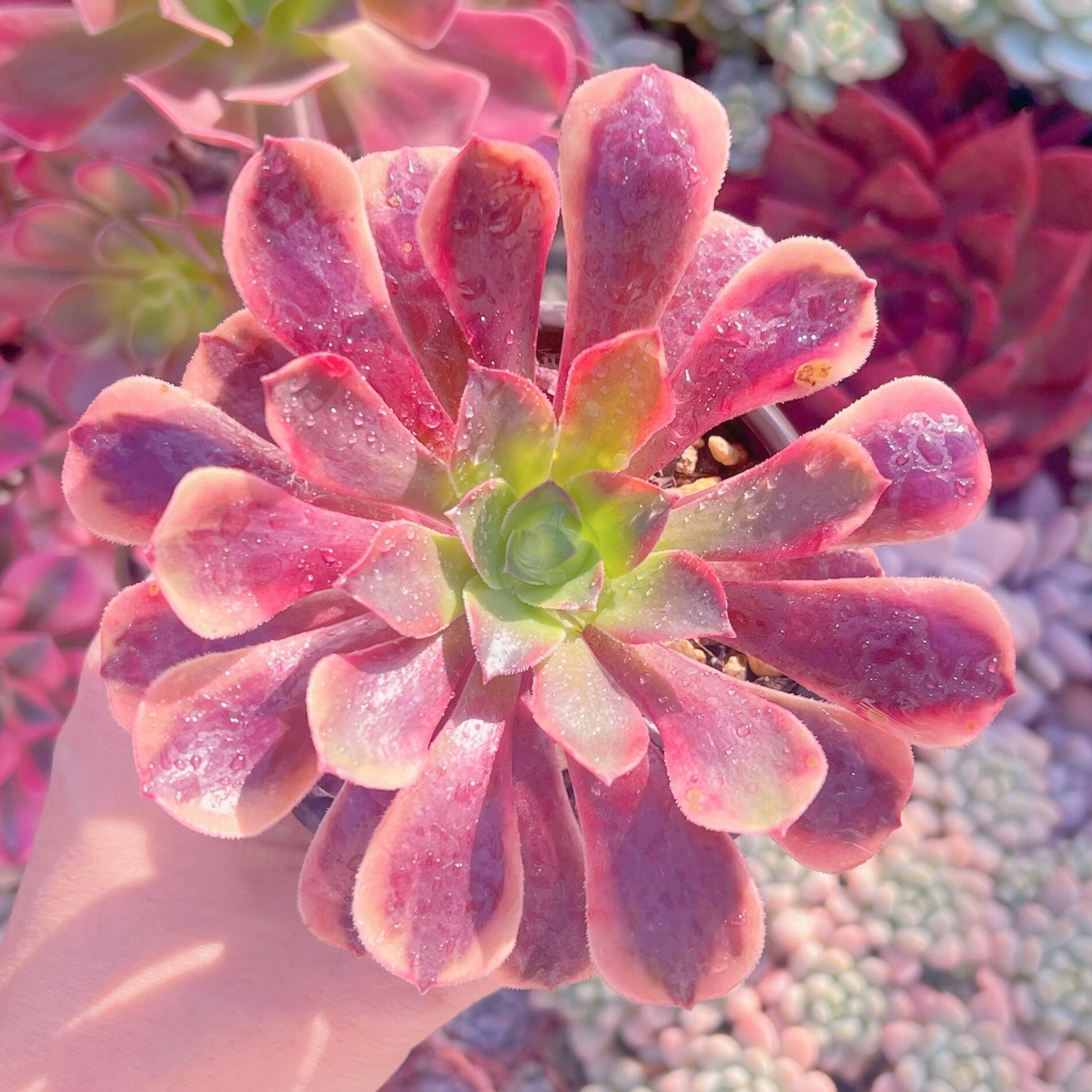 現品　カシミヤバイオレット錦#1172　るる農園