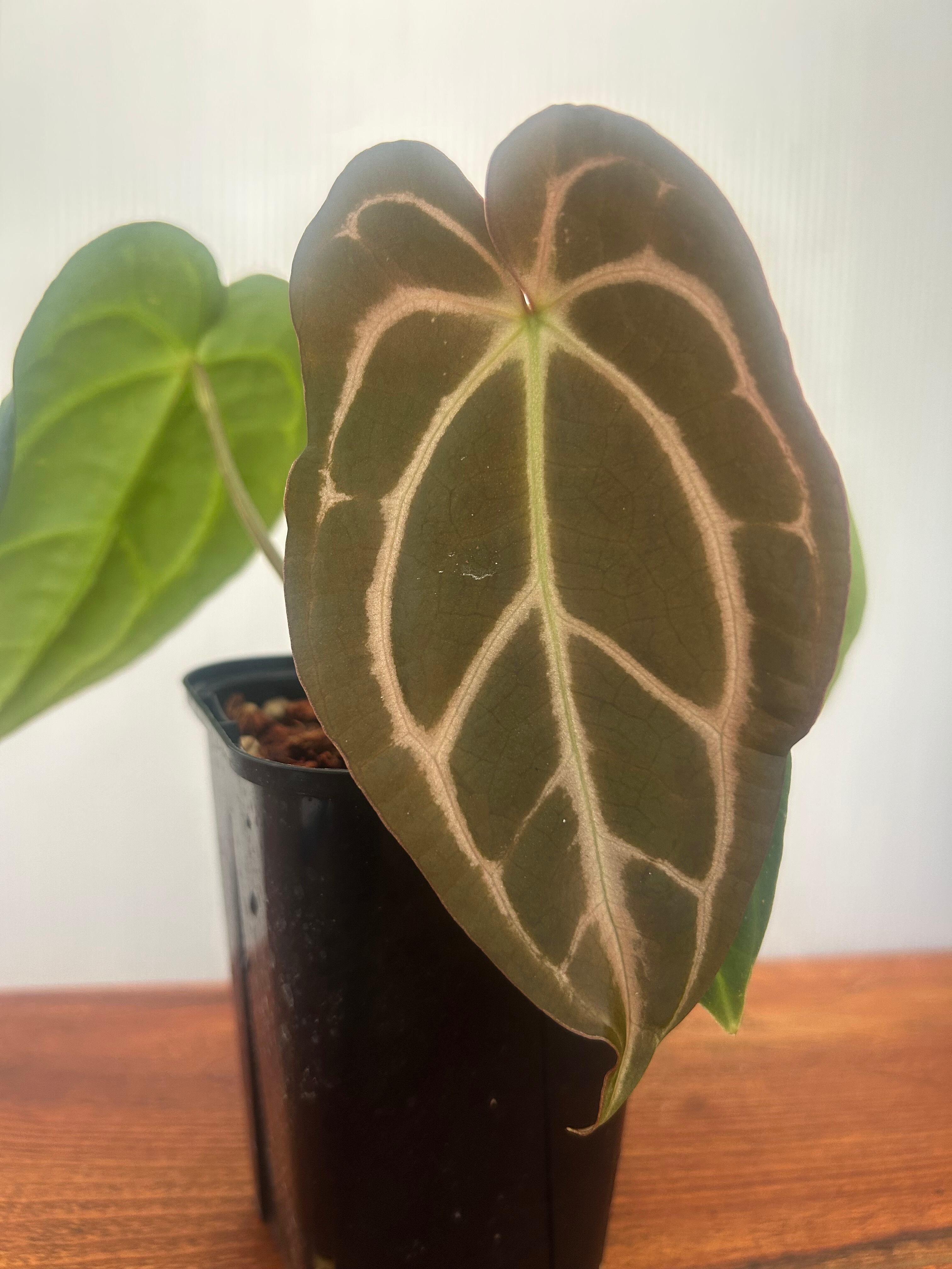 Anthurium | BA PLants