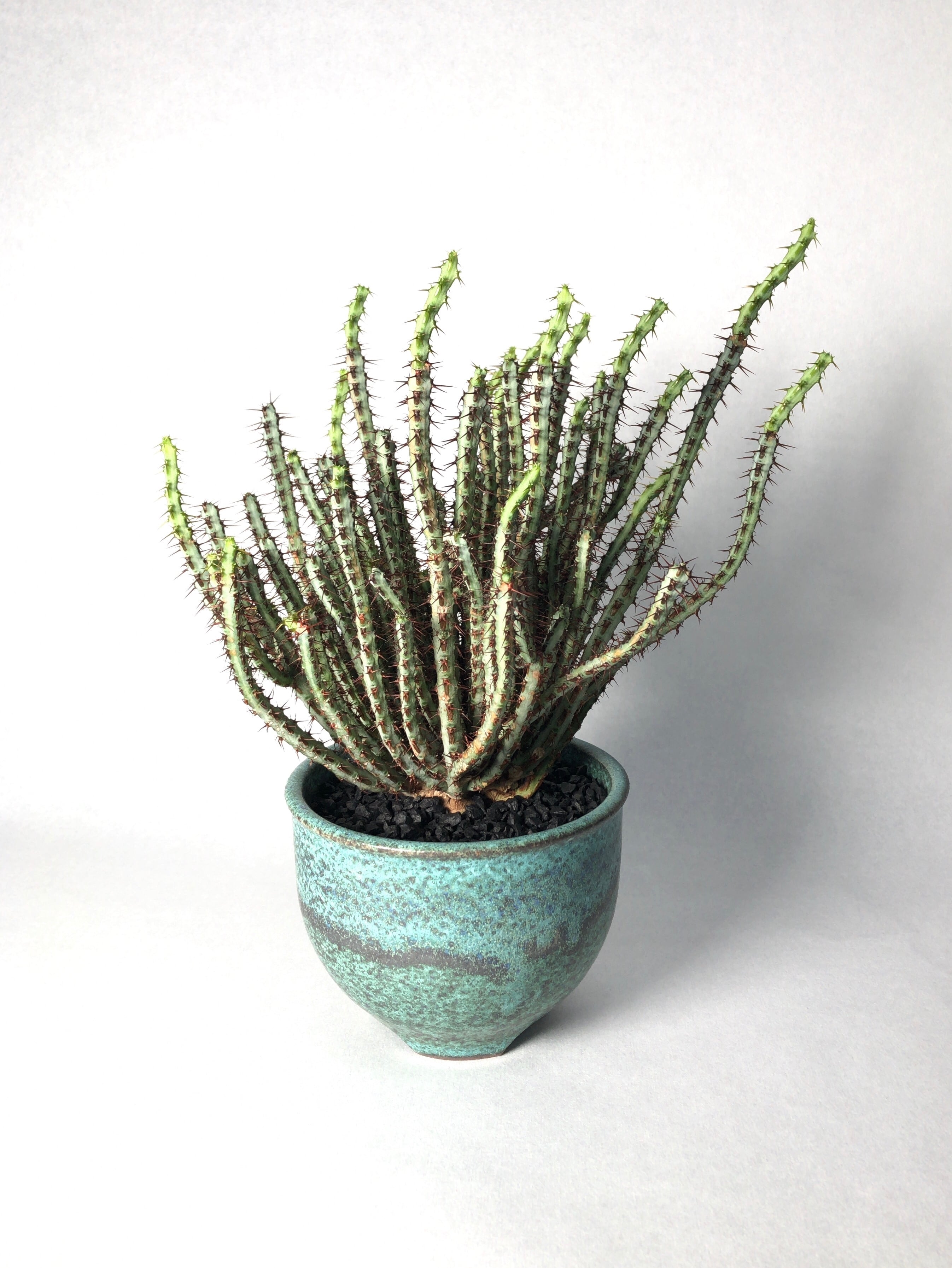 簡単購入 ユーフォルビア アエルギノーサレッドスピン インテリア