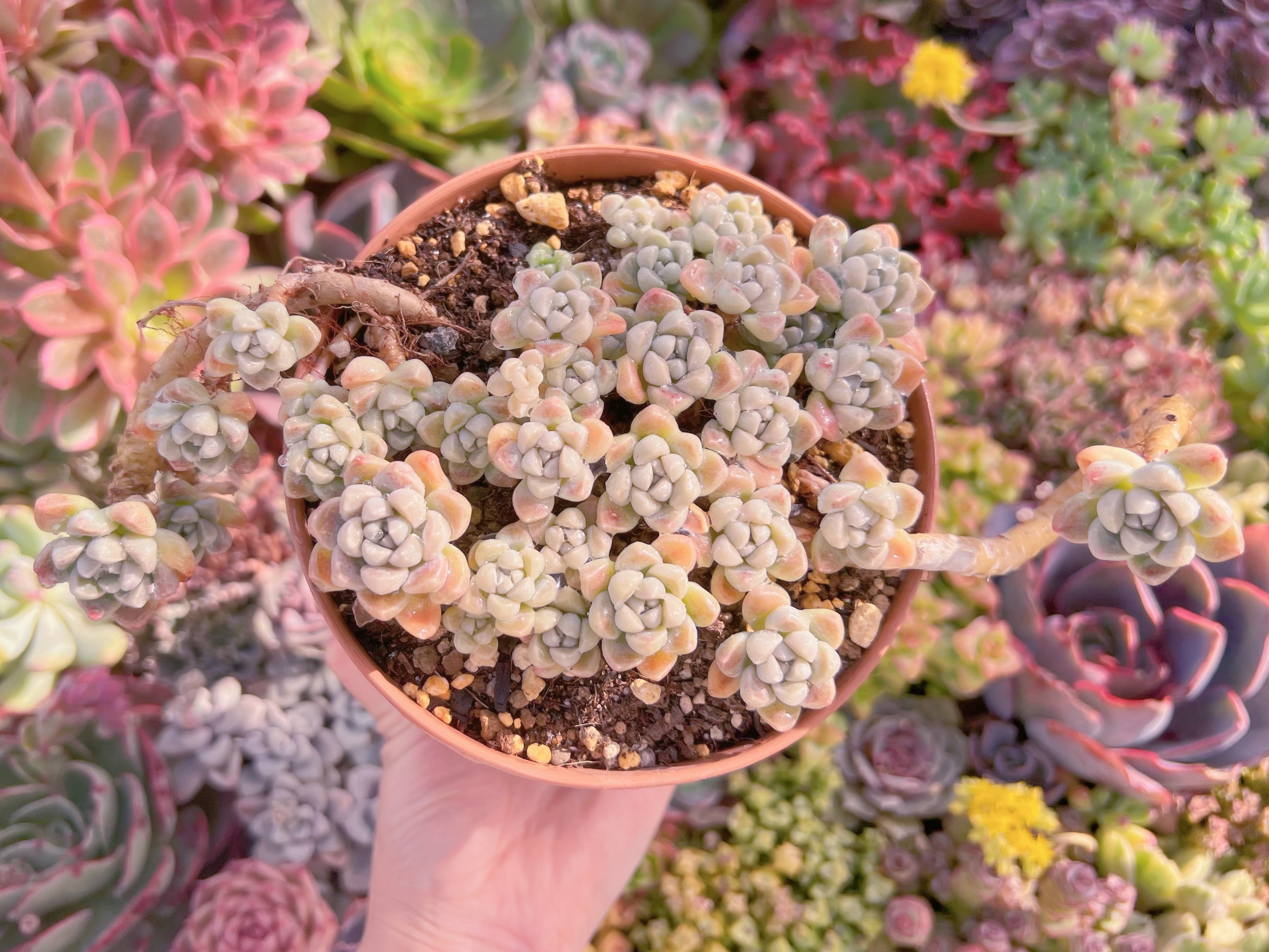 現品　新品種　蒼珠（そうしゅ）#M043　大群生　るる農園