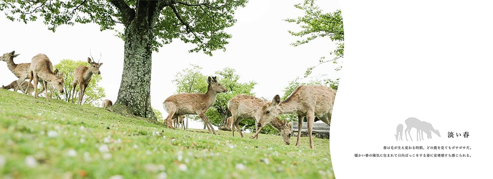 写真集『Dear deer – 鹿たちの楽園 –』 | kazutosato