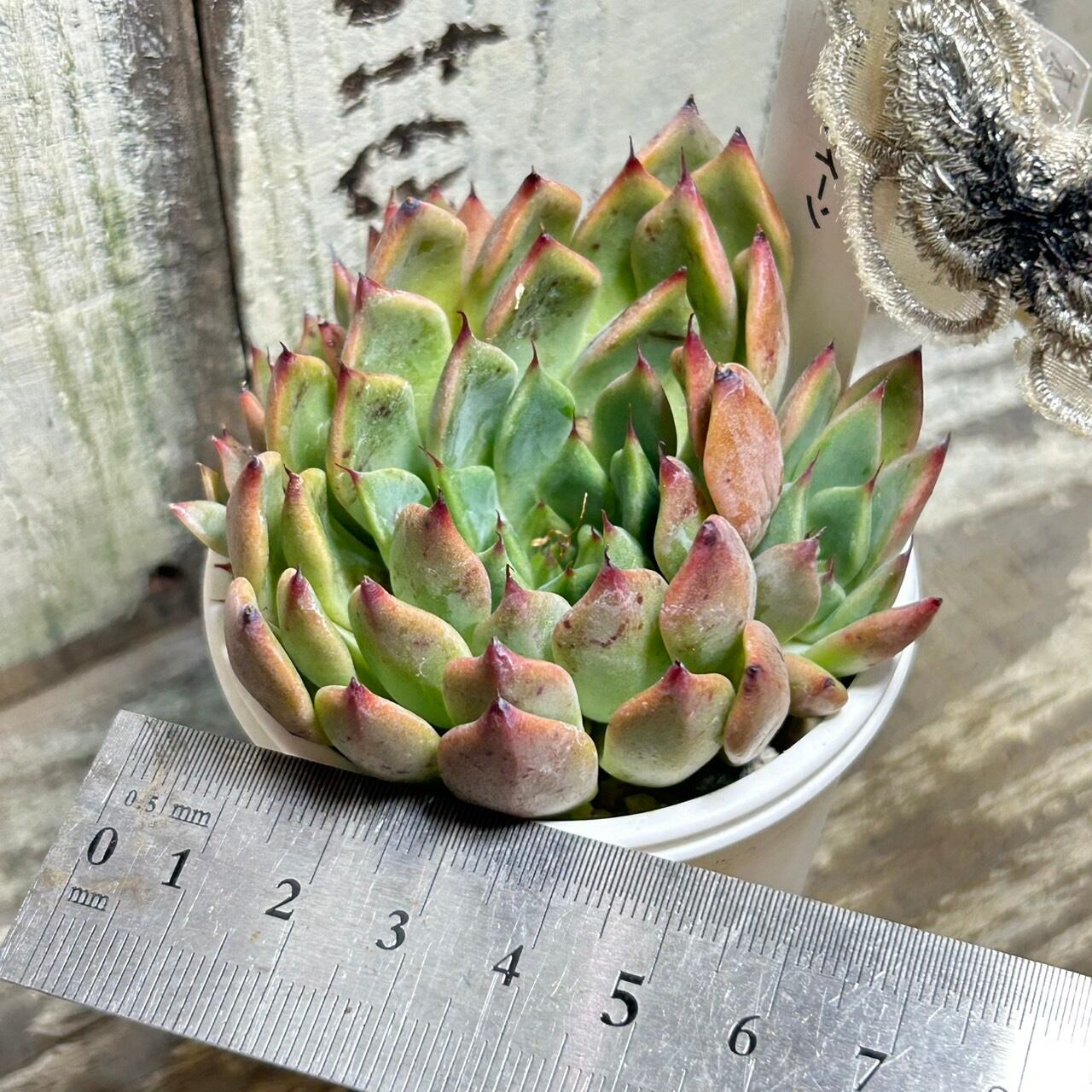 ザラゴーサxブラッククイーン | RuPo 多肉植物専門店