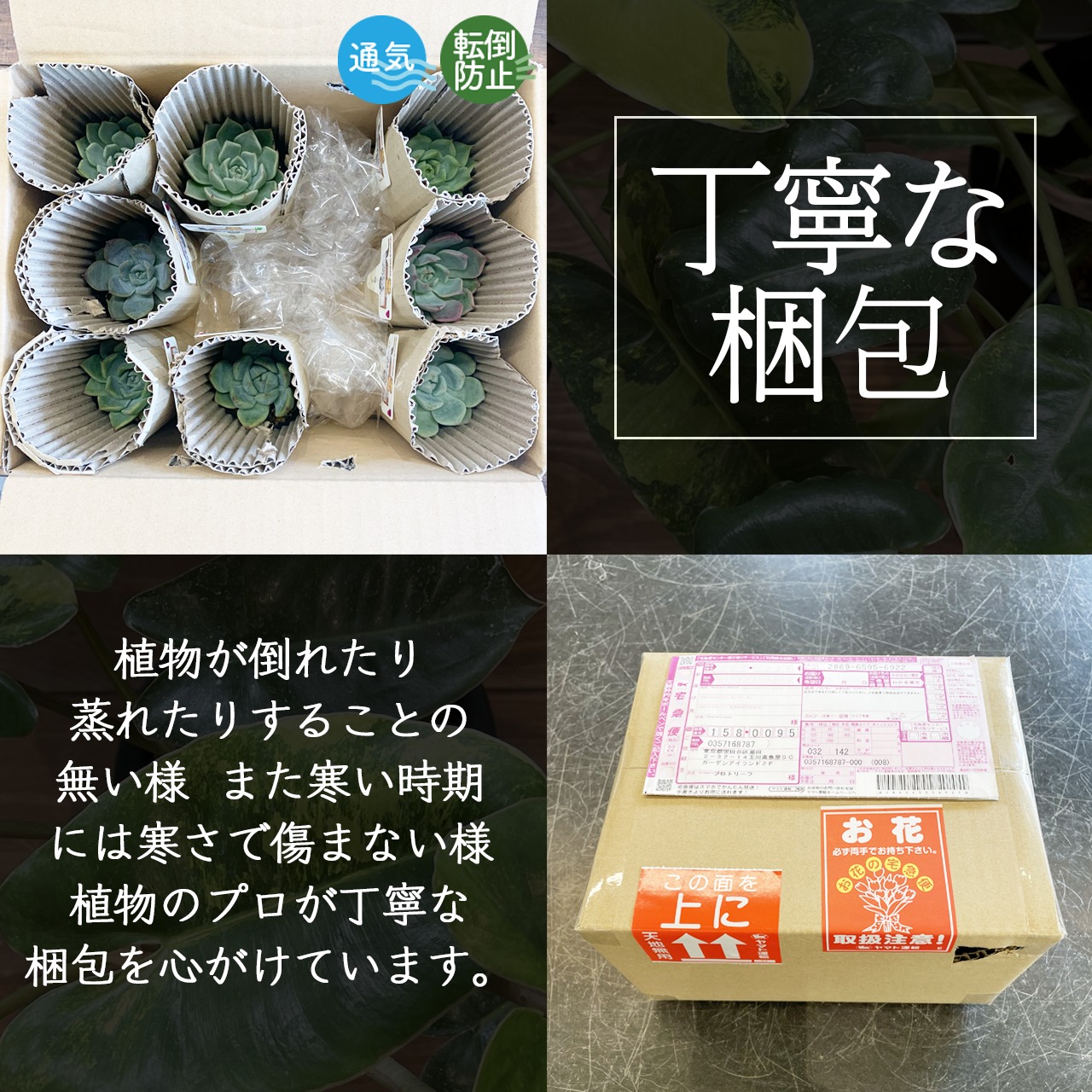 【OVM】Hoya imbricata【1099】