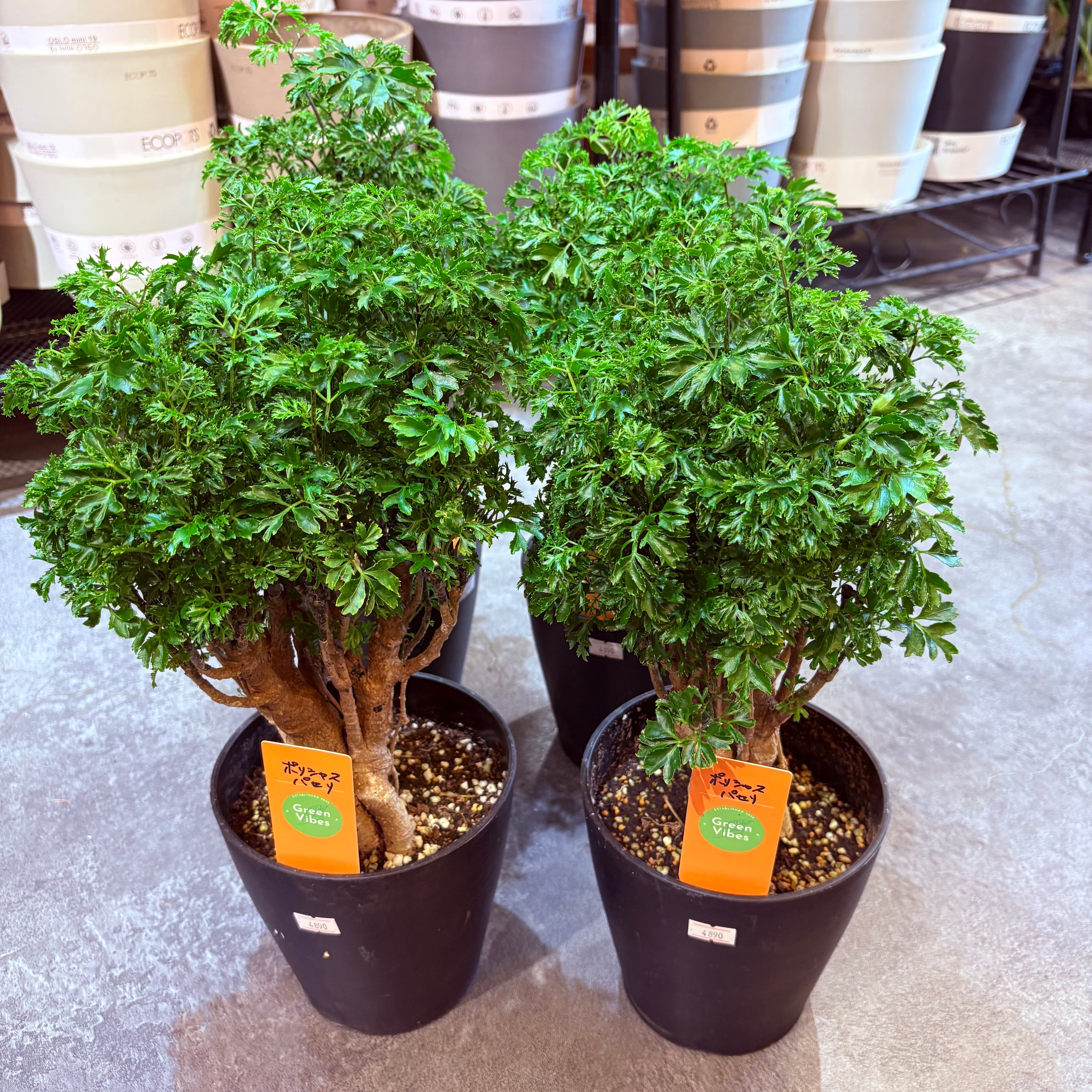 ポリシャス パセリ 5号 | Green Vibes 宇都宮市の観葉植物専門店