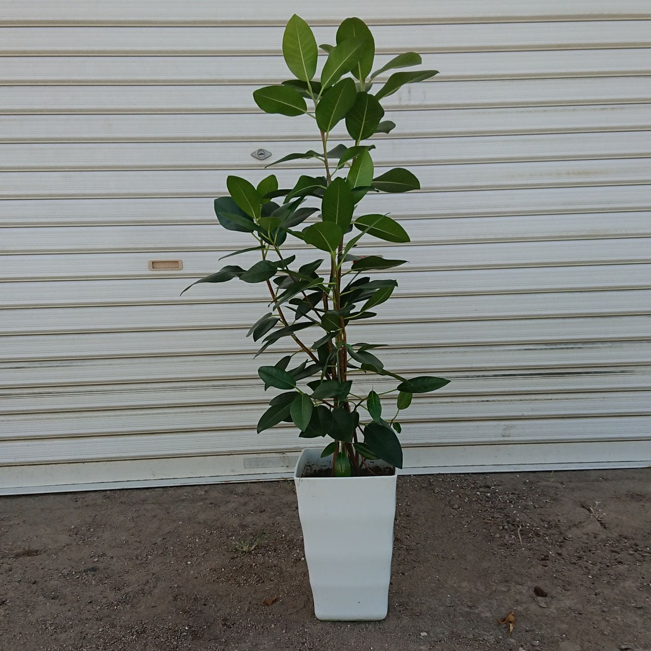 フランスゴム（サンプル） フランスゴム7号 | 中島園芸