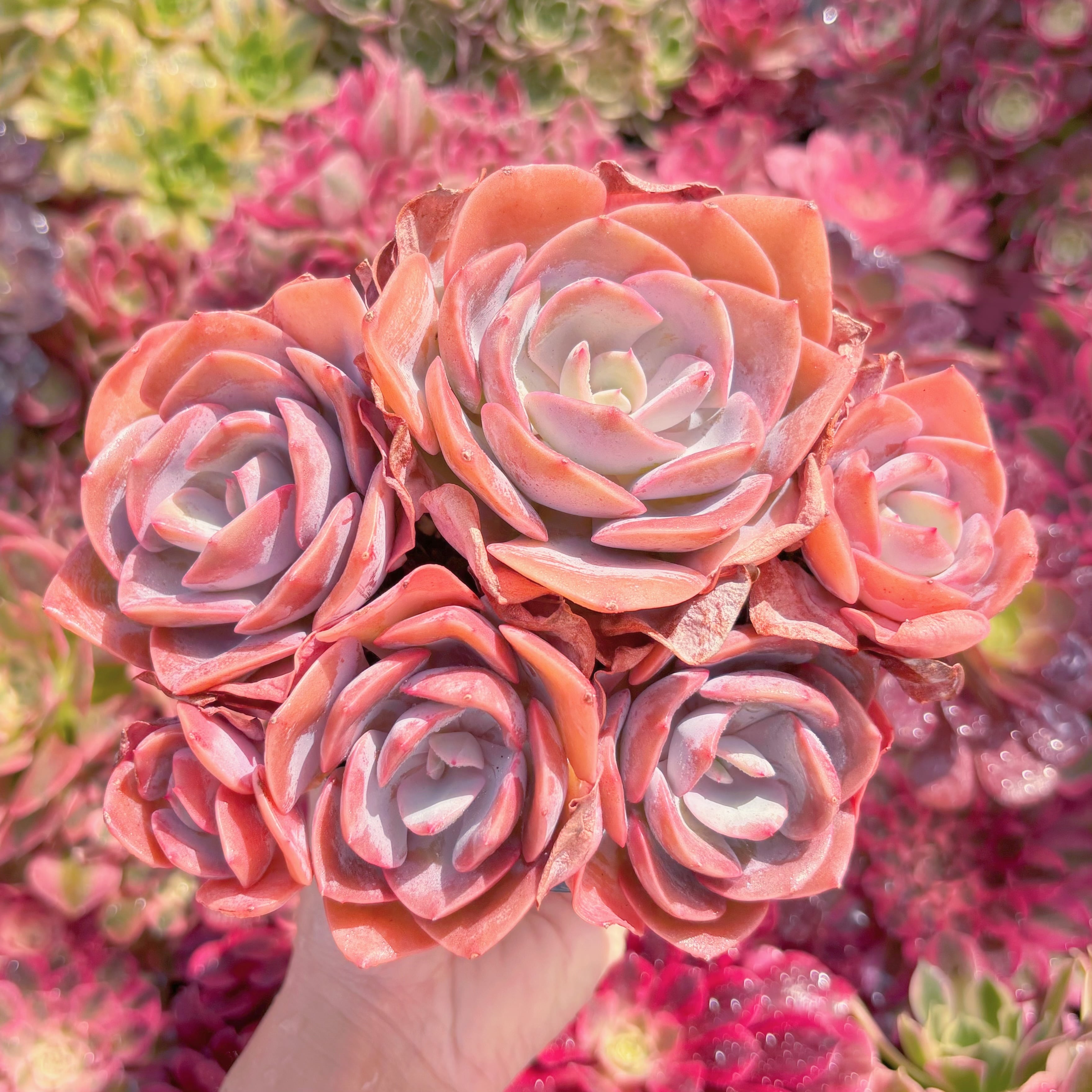 現品　Dusty Rose#M082　特大群生　新入荷　るる農園