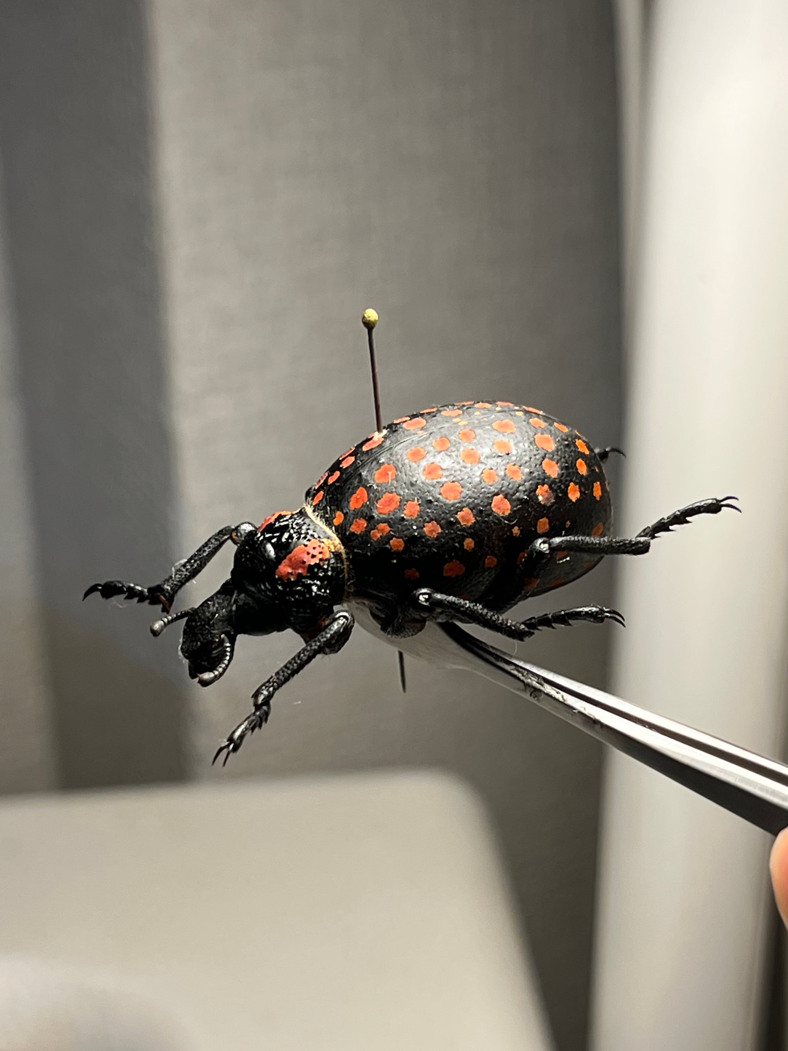 37mm】ベニモンオオタマゾウムシ 標本 Brachycerus apterus タマムシ