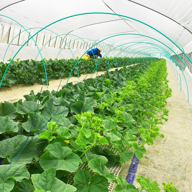 最高級富良野メロン　R113　秀品　特大玉(2.0~2.5キロ)4玉入(8キロ入)