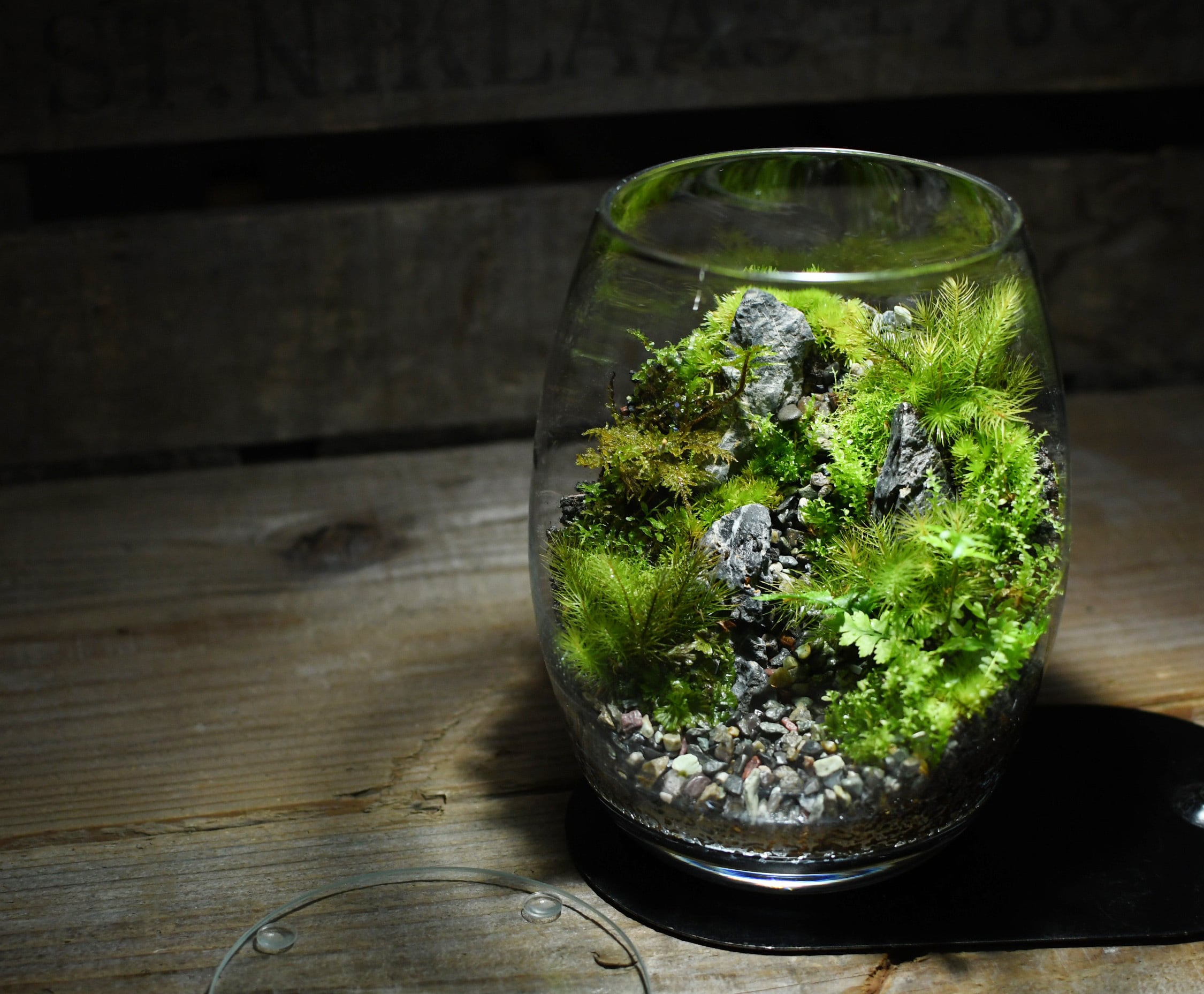青華石 200g入り【レイアウト用】 | 苔テラリウム専門ショップ道草
