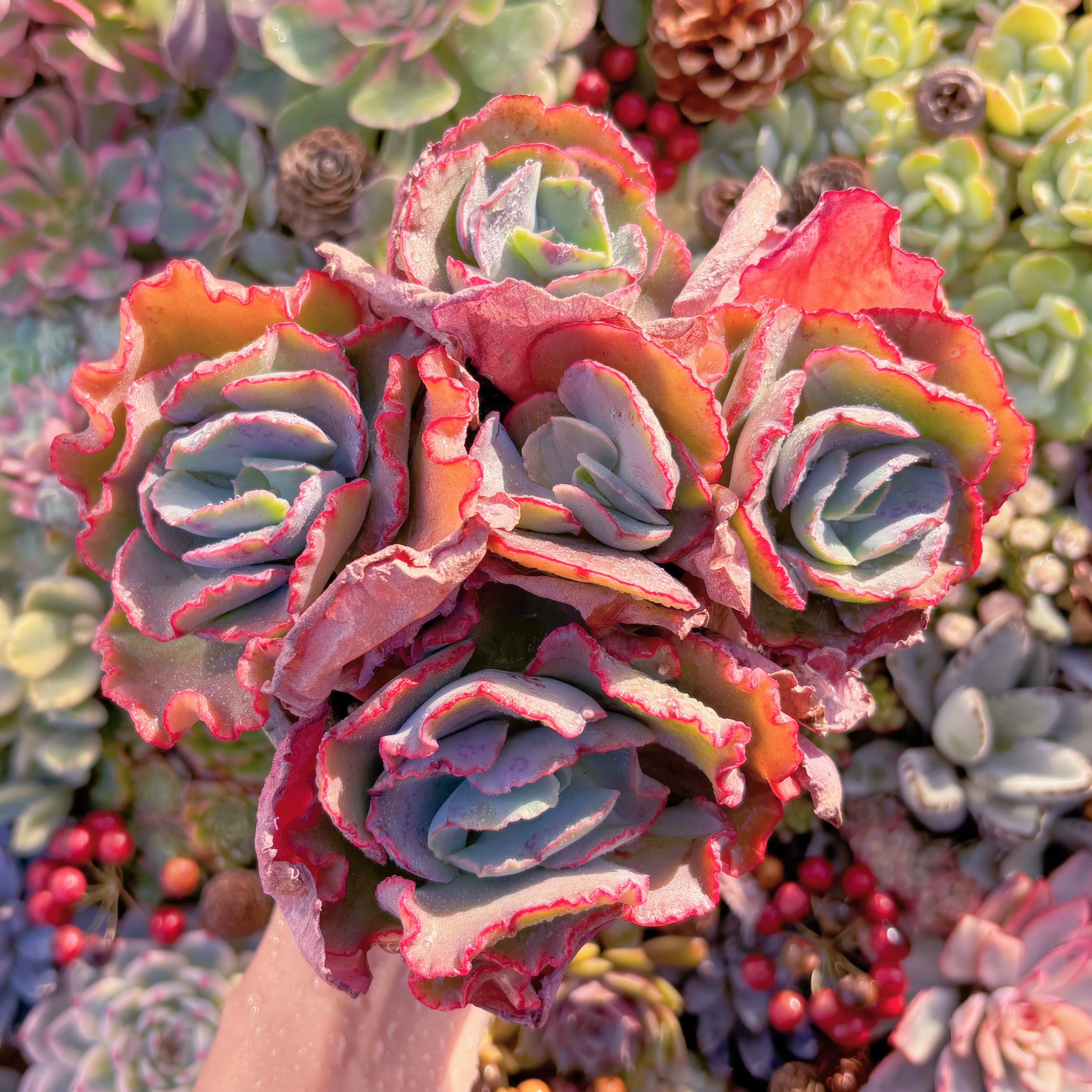 現品　女王の花笠#249　大群生　新入荷　るる農園