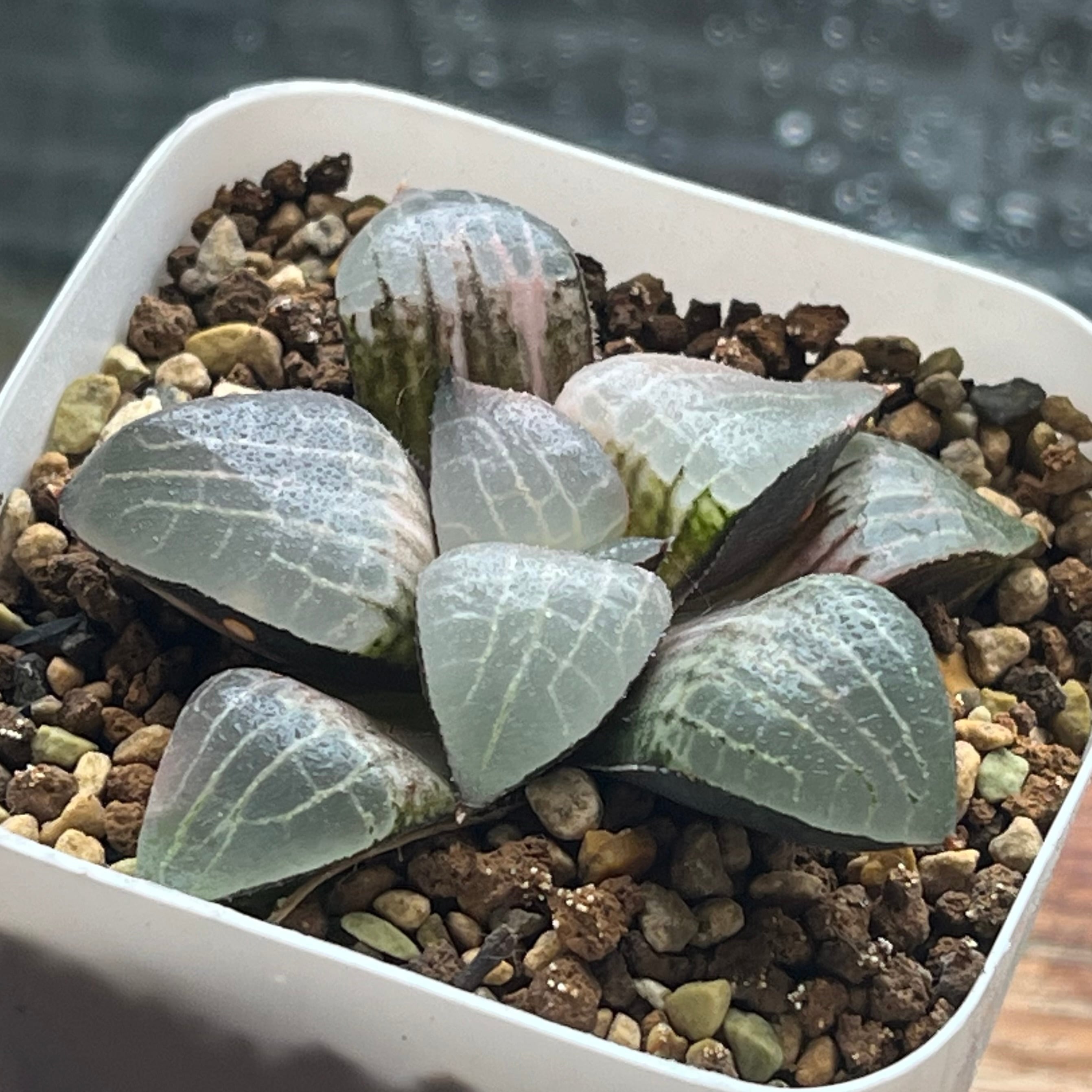 ハオルチア 水晶コンプト101 ③ | mocono_plants
