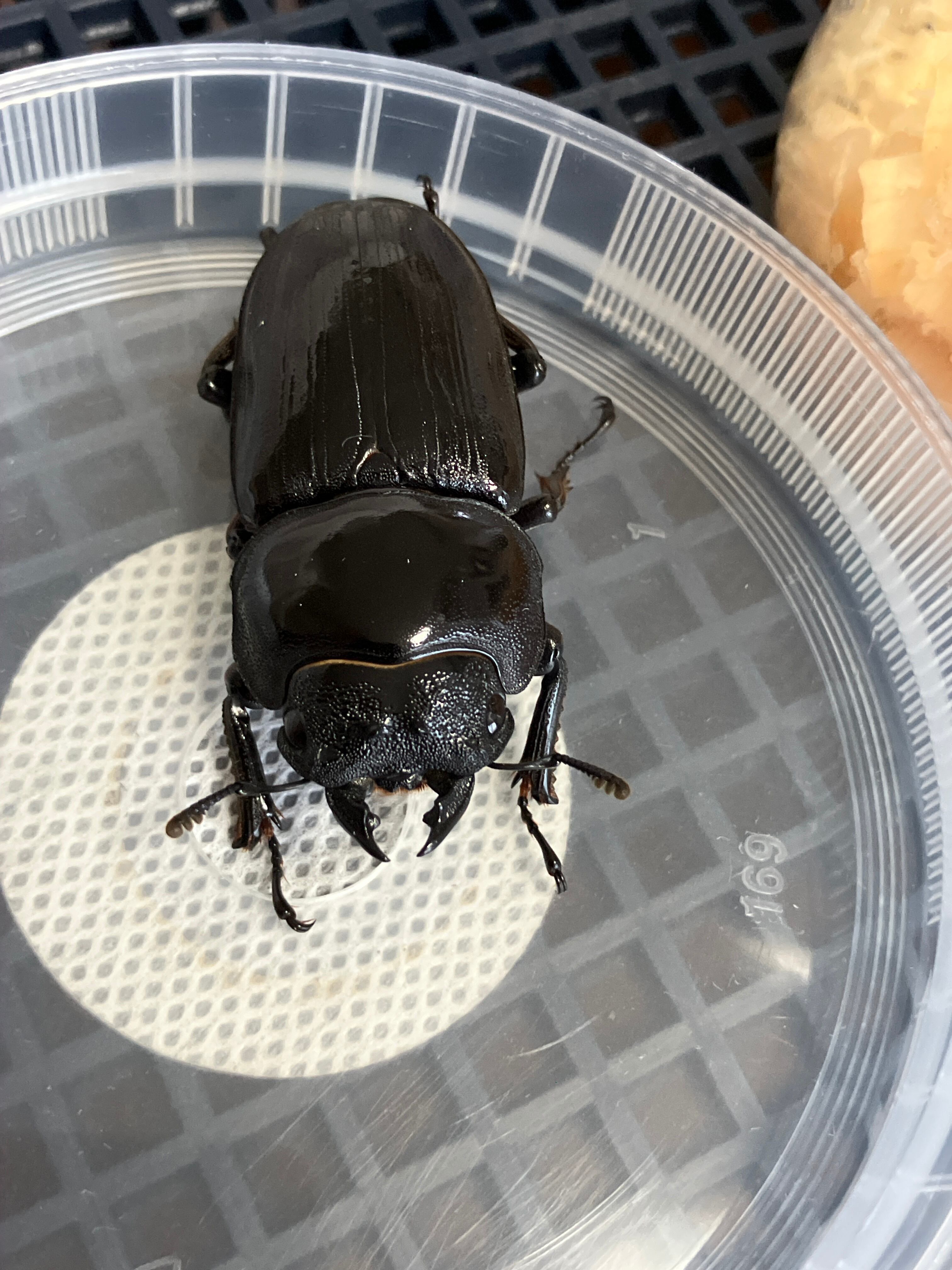 能勢SR血統♀55.5mm単品