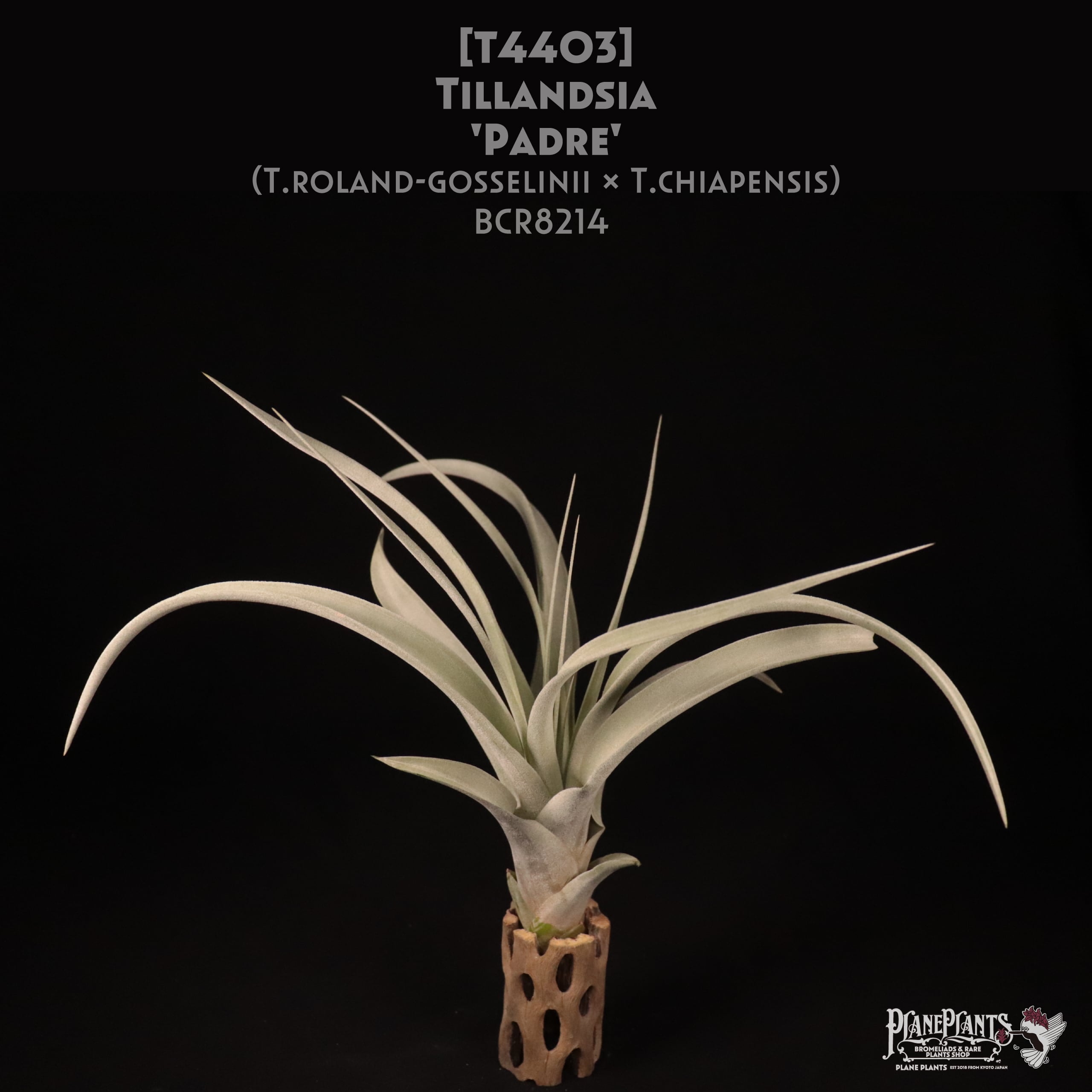 チランジア パドレ チランジア Padre Tillandsia Padre チランジア