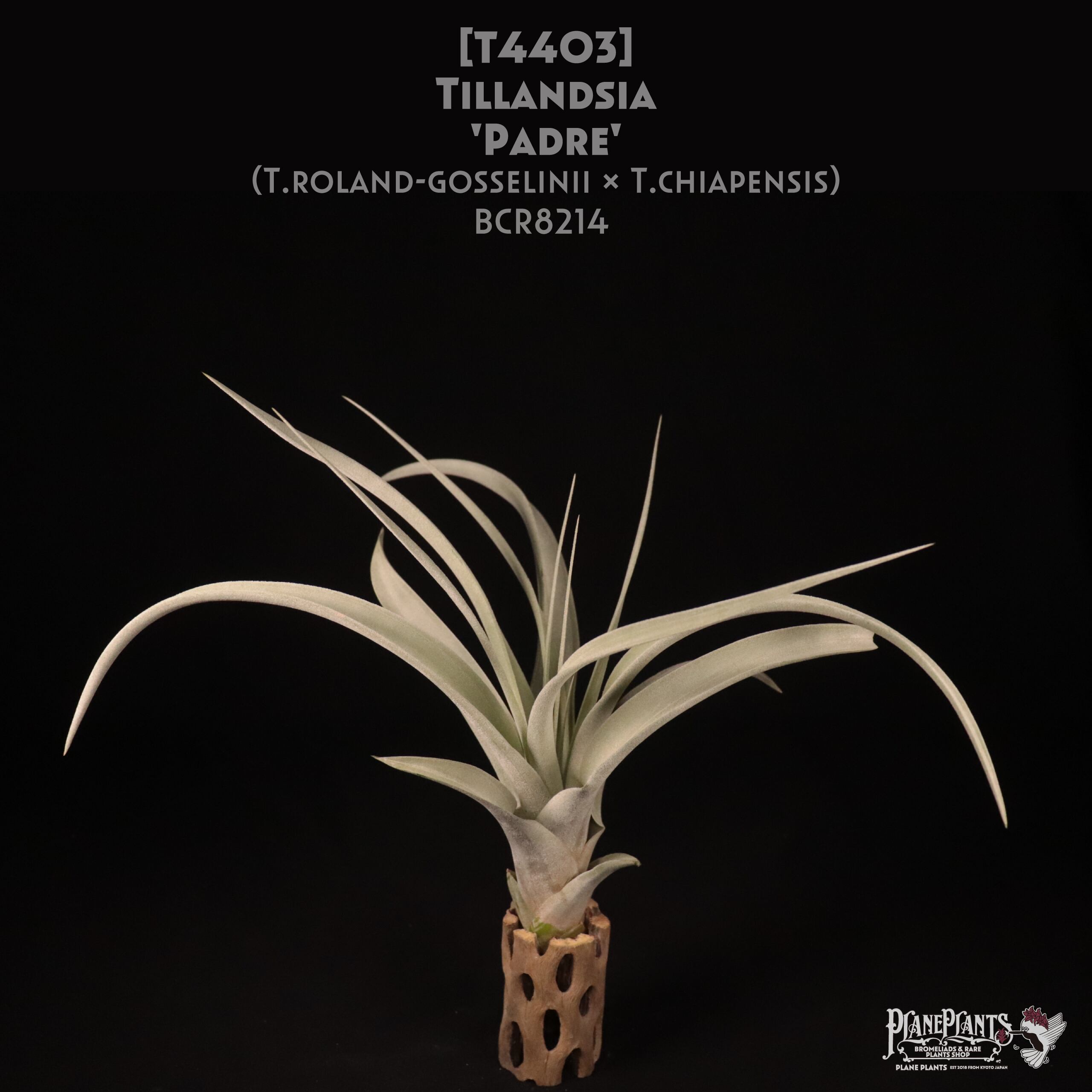 【送料無料】'Padre' (roland-gosselinii x chiapensis)〔エアプランツ〕現品発送T4403