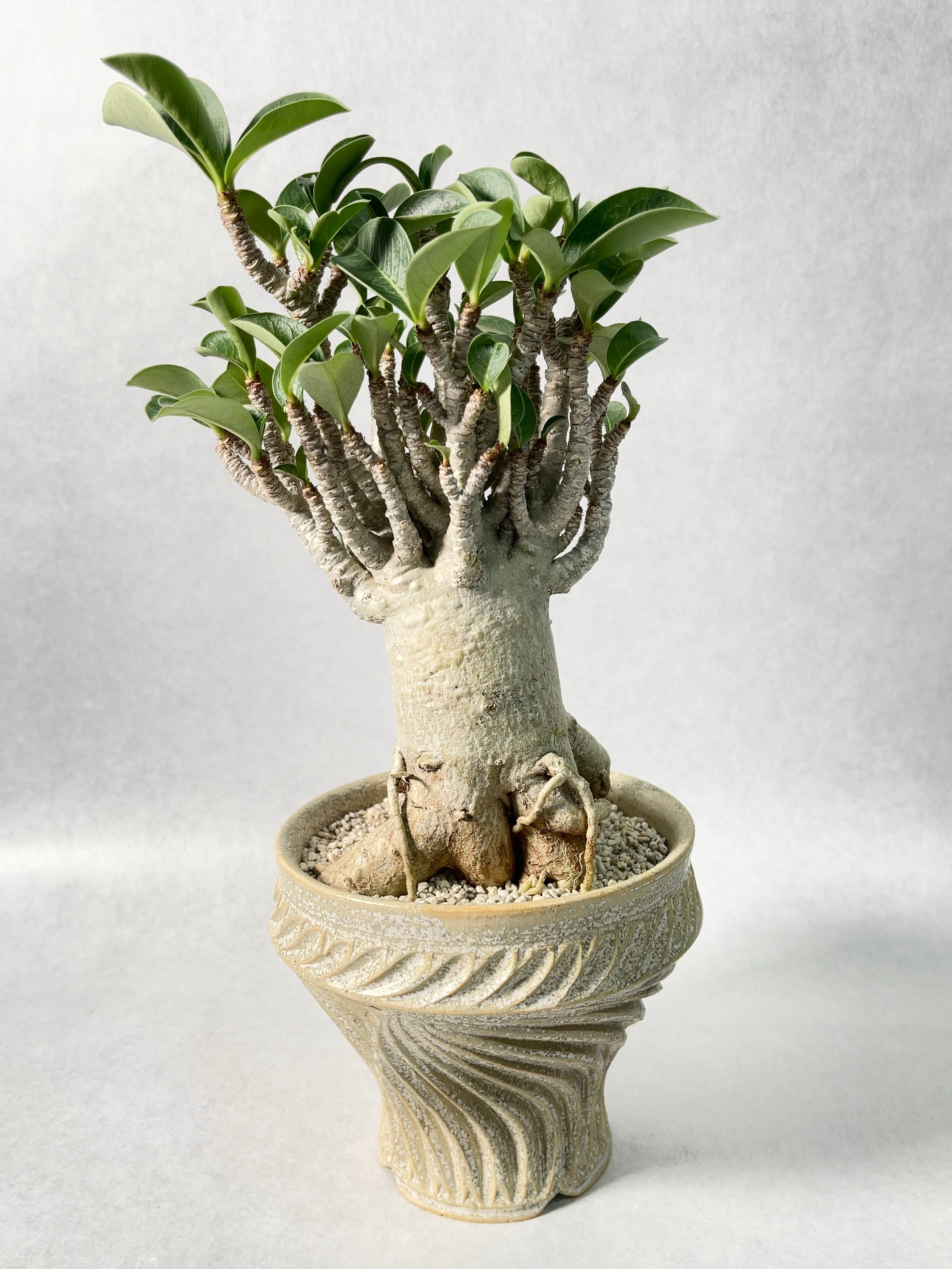 アデニウム・コンパクトセレクト | trigger