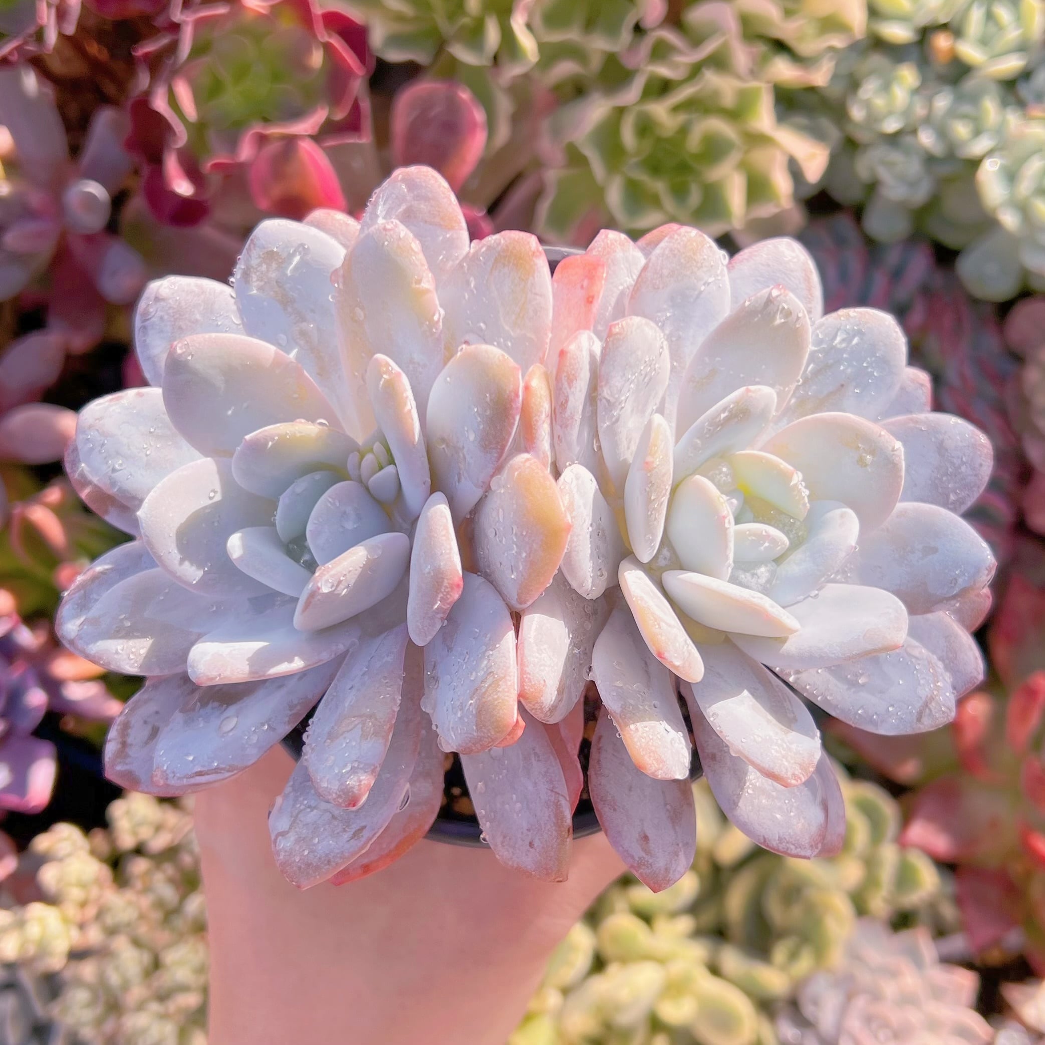 現品　ピンクラウイ#667　大群生　るる農園