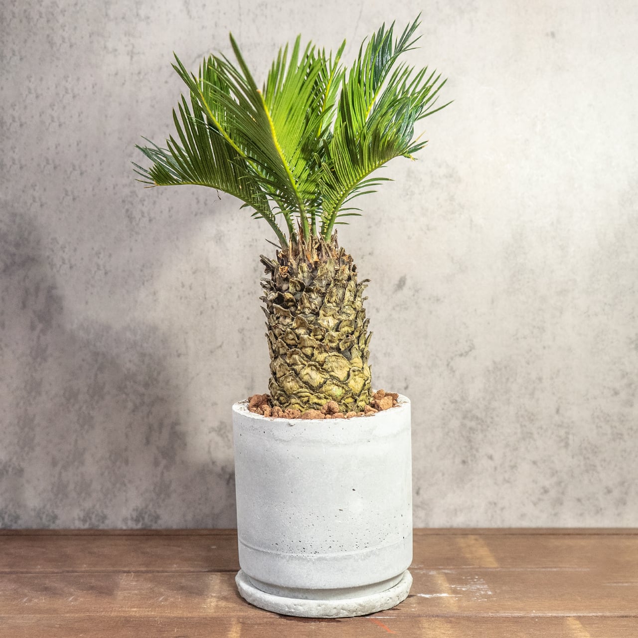 厳選一点物 パイナップルのようなゴツゴツした幹が魅力のソテツ ハンドメイドモルタル鉢と速乾性ソイルで仕立てた風格ある極上の一鉢■虫発生抑制【全国一律送料850円】