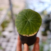 Stephania kaweesakii / ステファニア カウィーサキー㉕/ 観葉植物