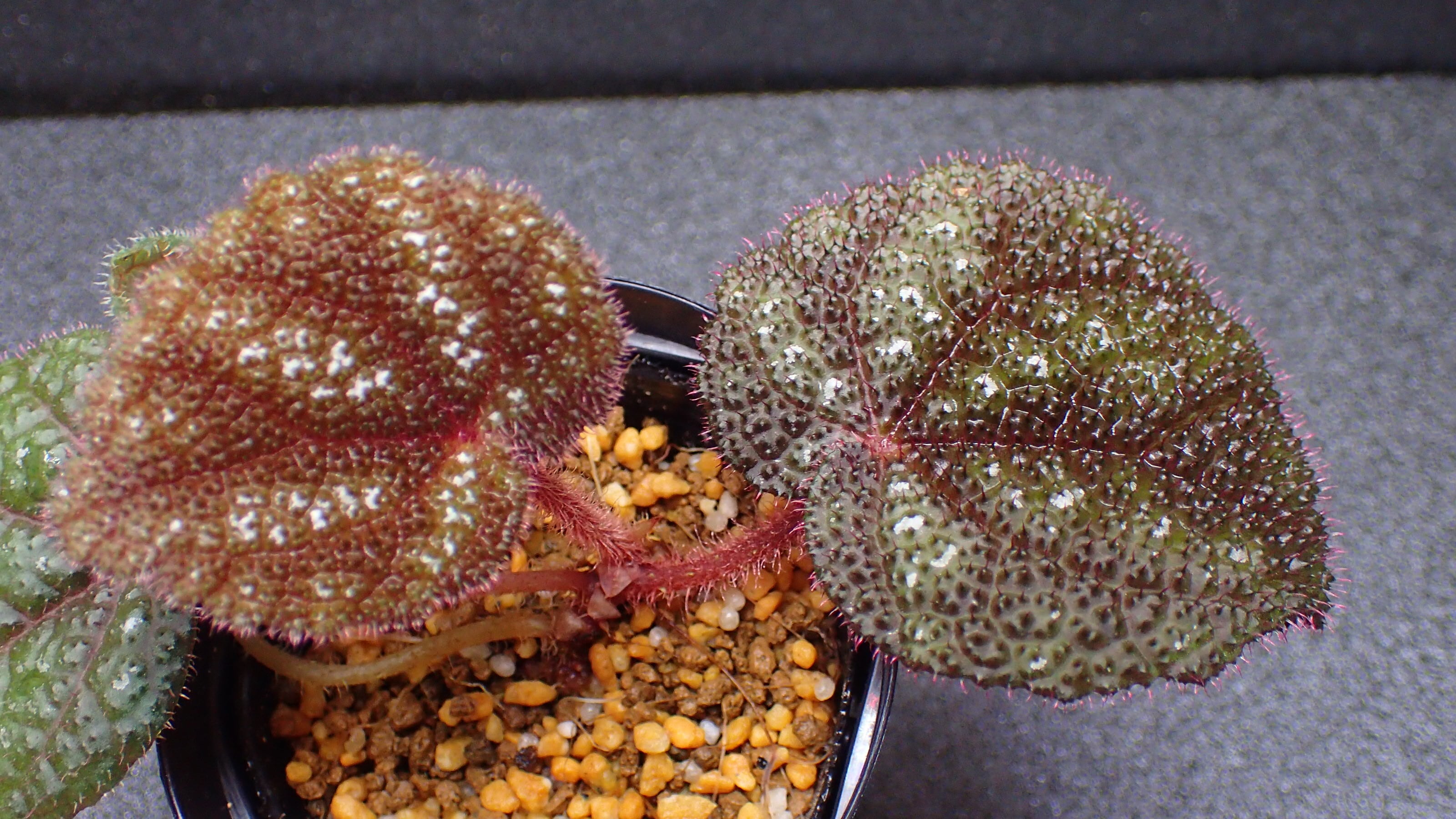 Begonia kui Dark form | 熱帯植物 水草