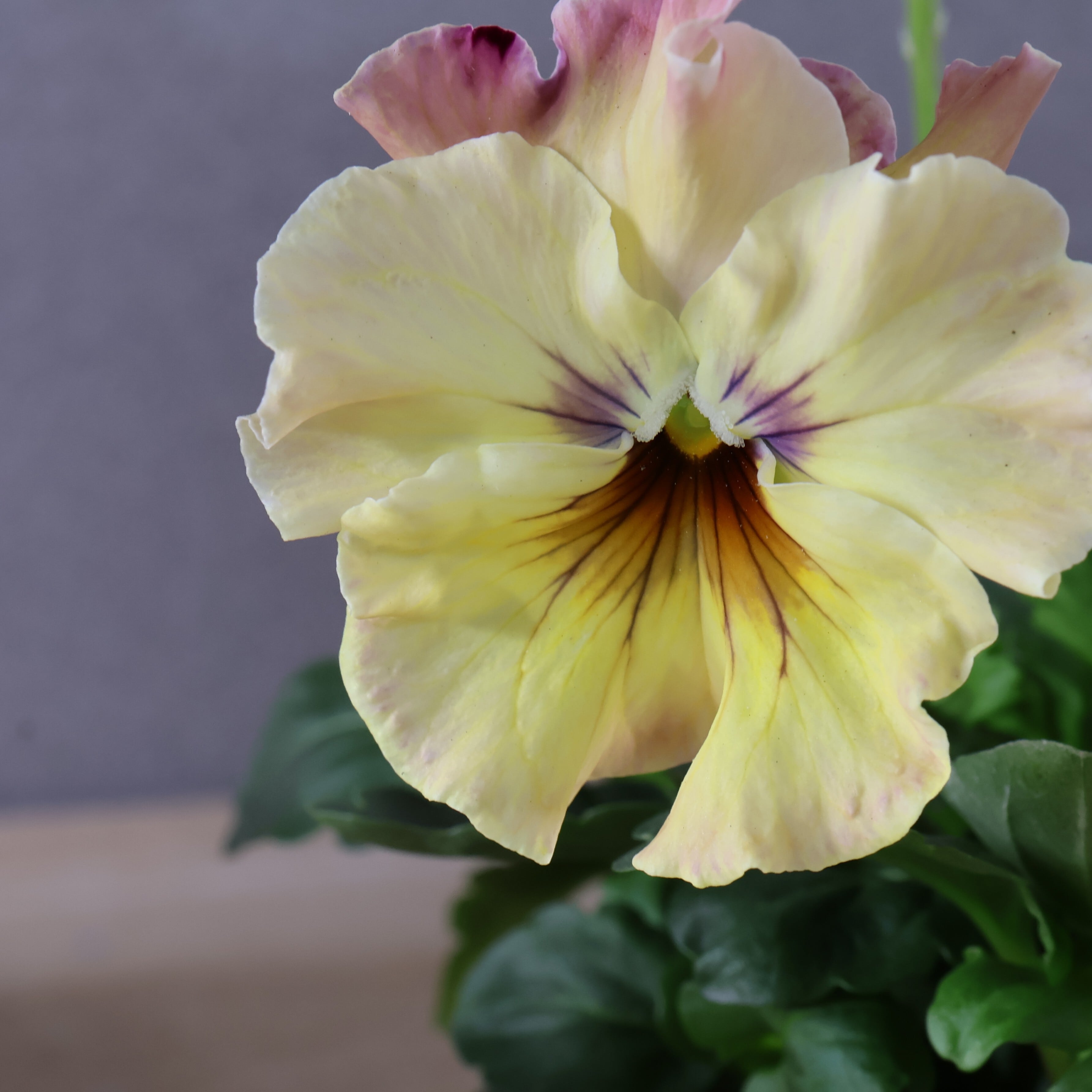 480 桂楓園さんオリジナルのフリル咲きパンジー『フェデネージュ モネ