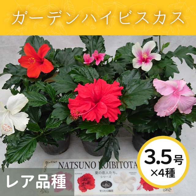 ガ-デンハイビスカス3.5号4色MIX【レア品種・屋外向け】