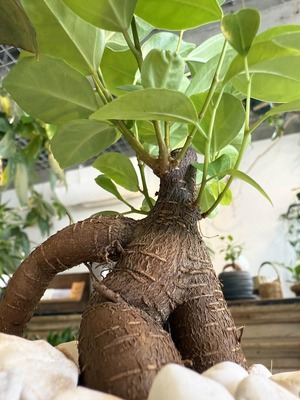 ガジュマル　白