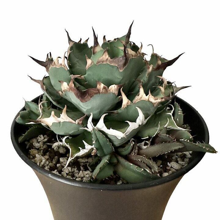 アガベ チタノタ　子株詰め合わせ agave titanota アガベ チタノタ 【子株5つ付き】【観葉植物】【多肉