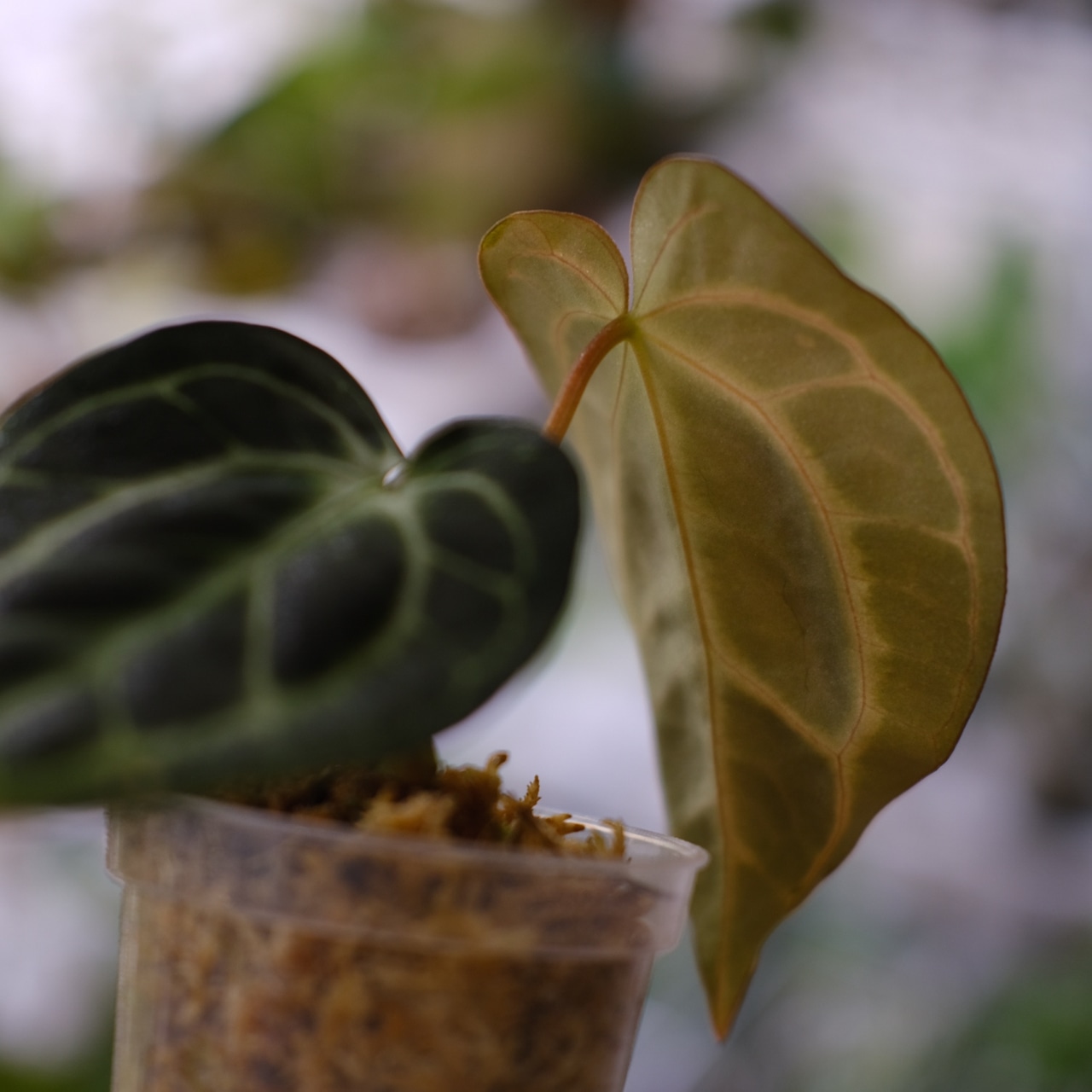 Anthurium carlablackiae / アンスリウム カーラブラッキー③│観葉植物