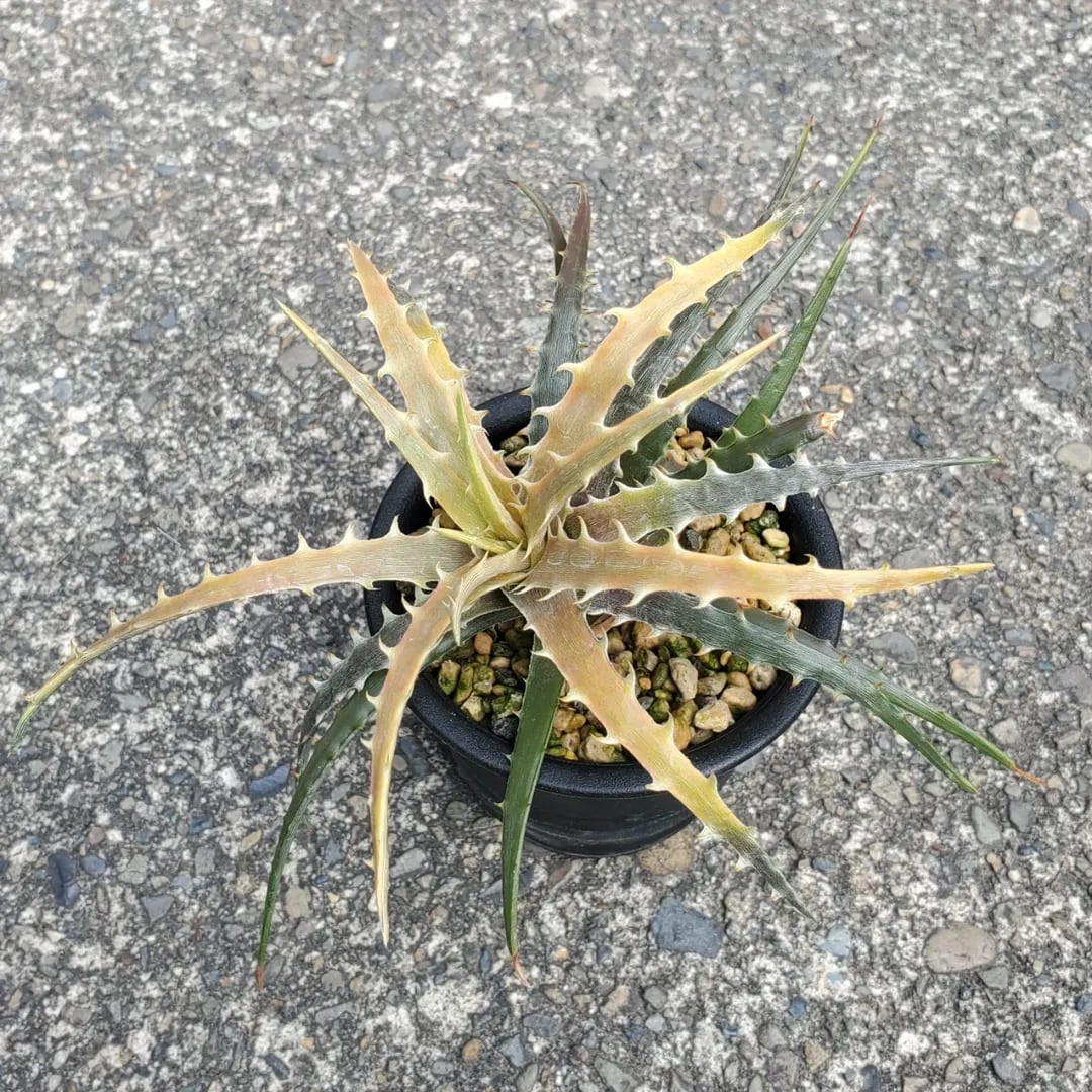 その他ハイブリッド | レアプランツ通販サイトPlants Maniax（プランツ