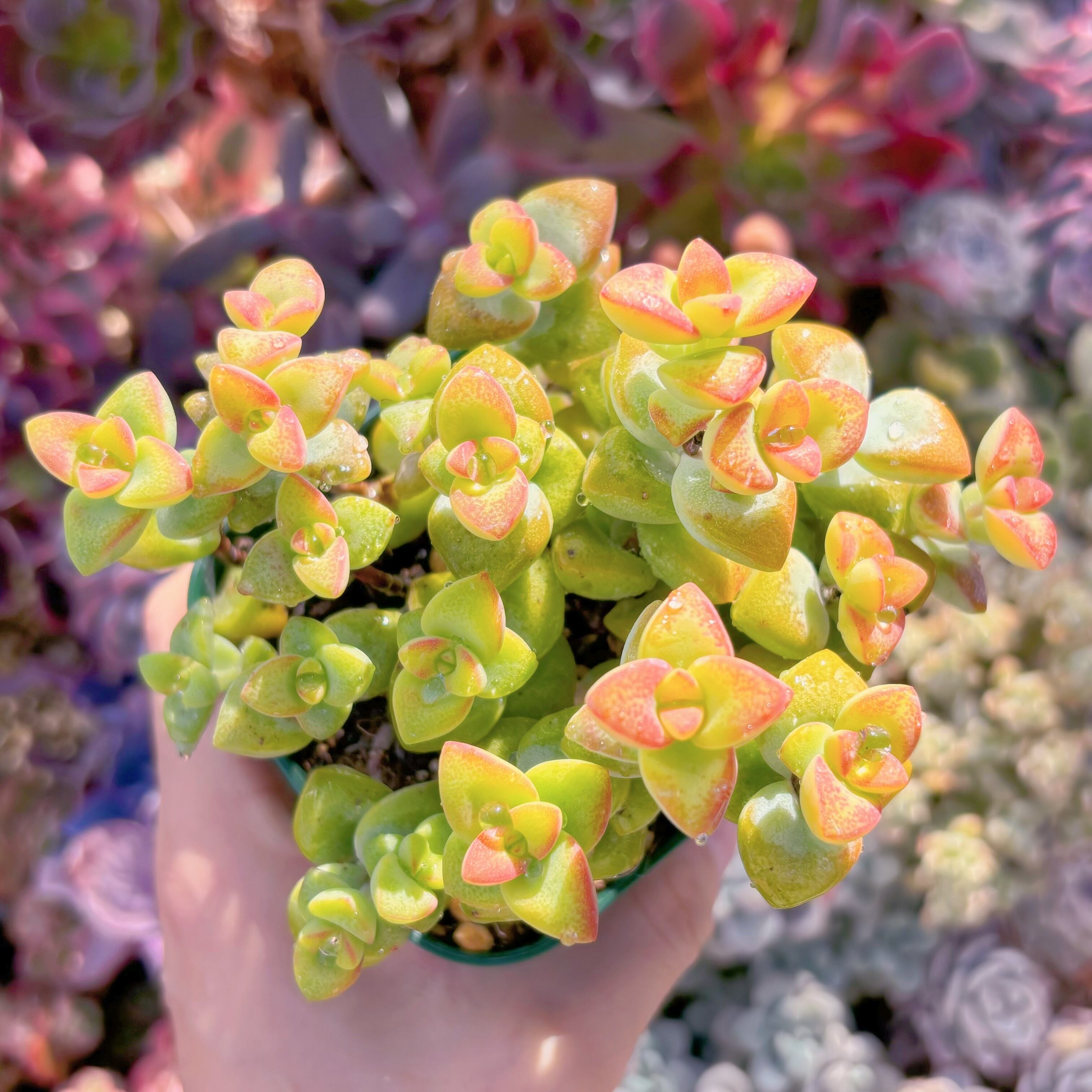 現品　ラブハート#239　るる農園