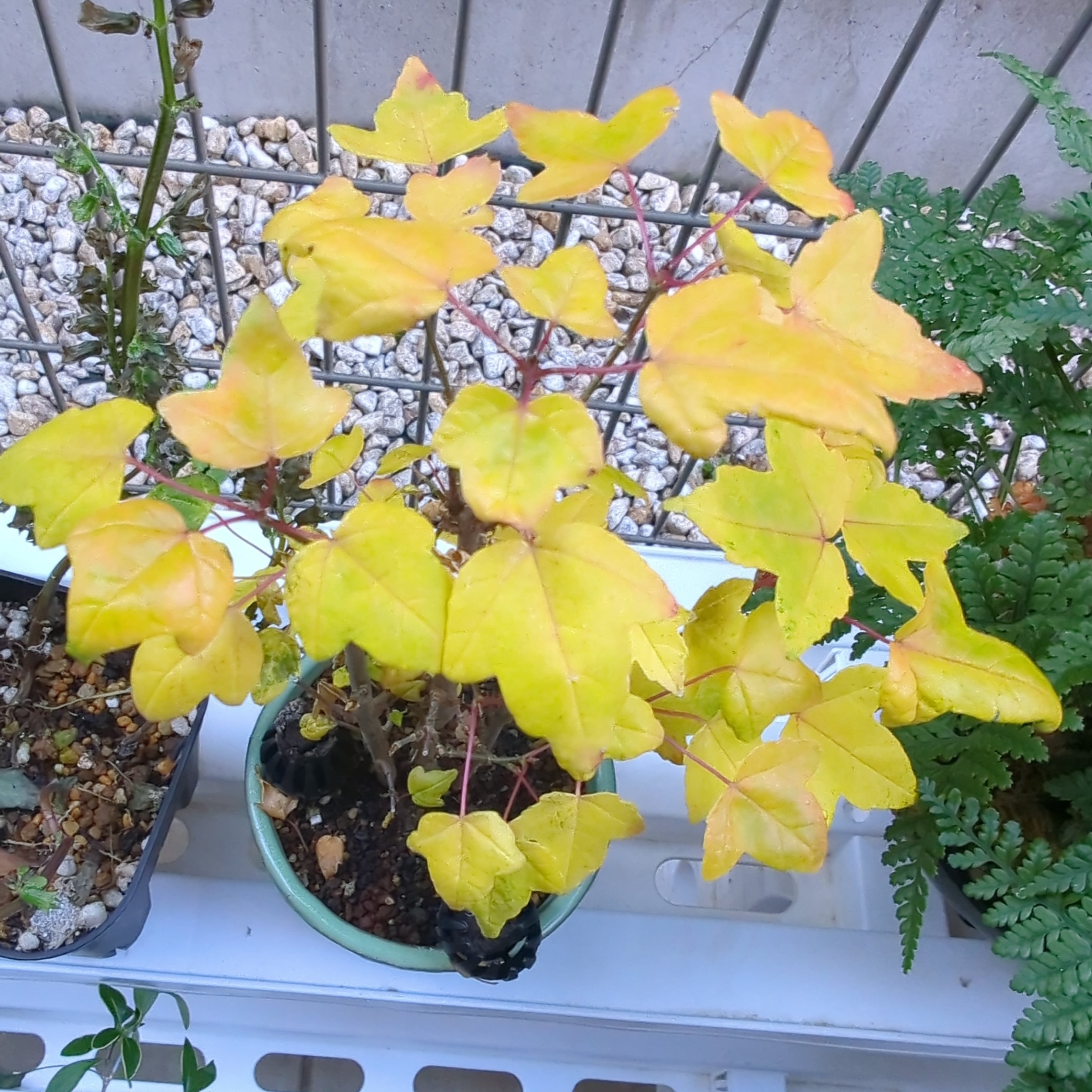 唐楓 ミニ盆栽 | BRIDGE GARDEN